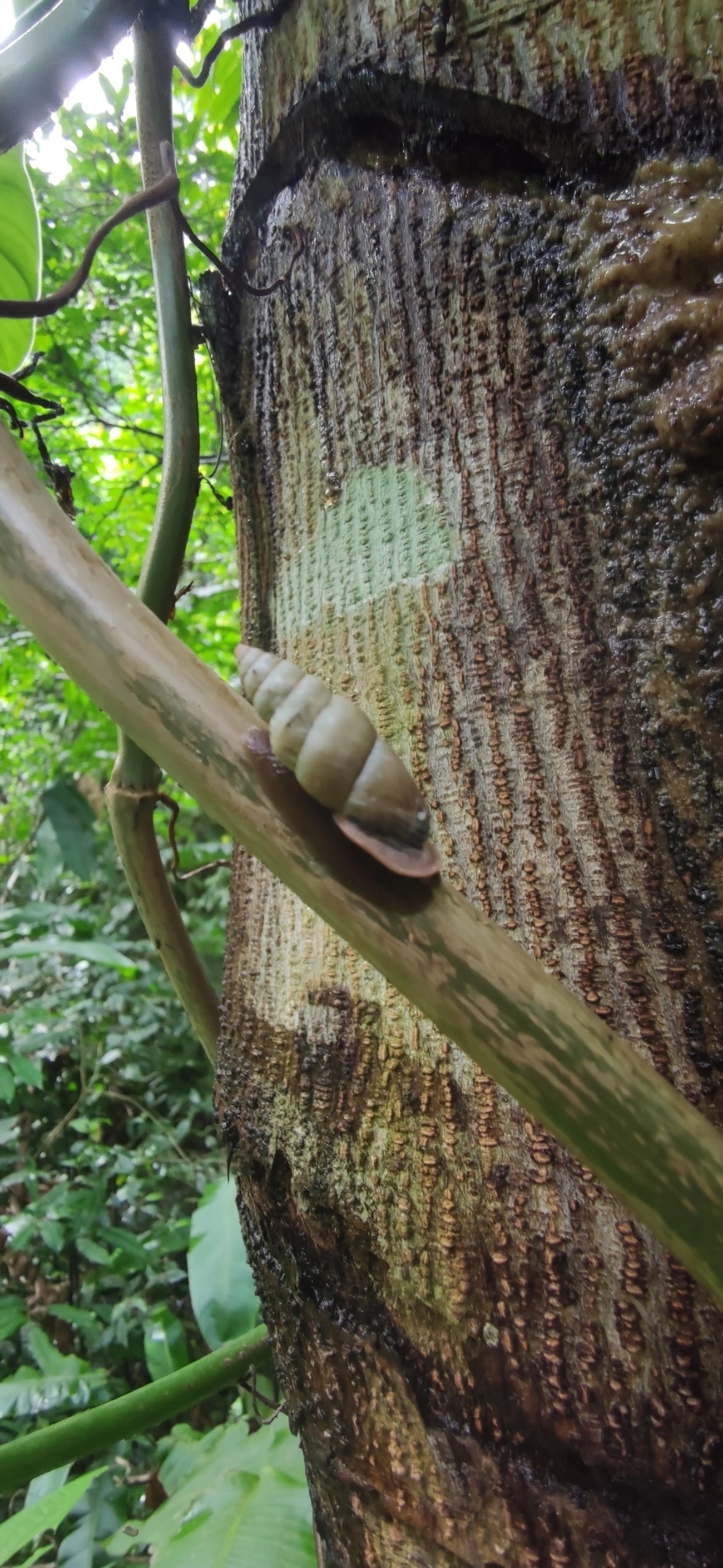 Bahiensis punctatissimus, moluscos, fotografado em Maresias, São Sebastião