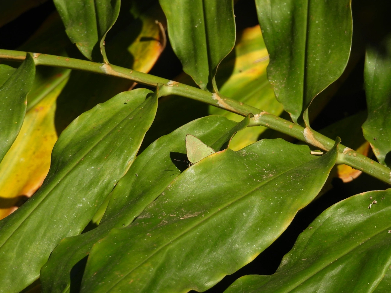 Cyanophrys herodotus, insetos, fotografado em Resende