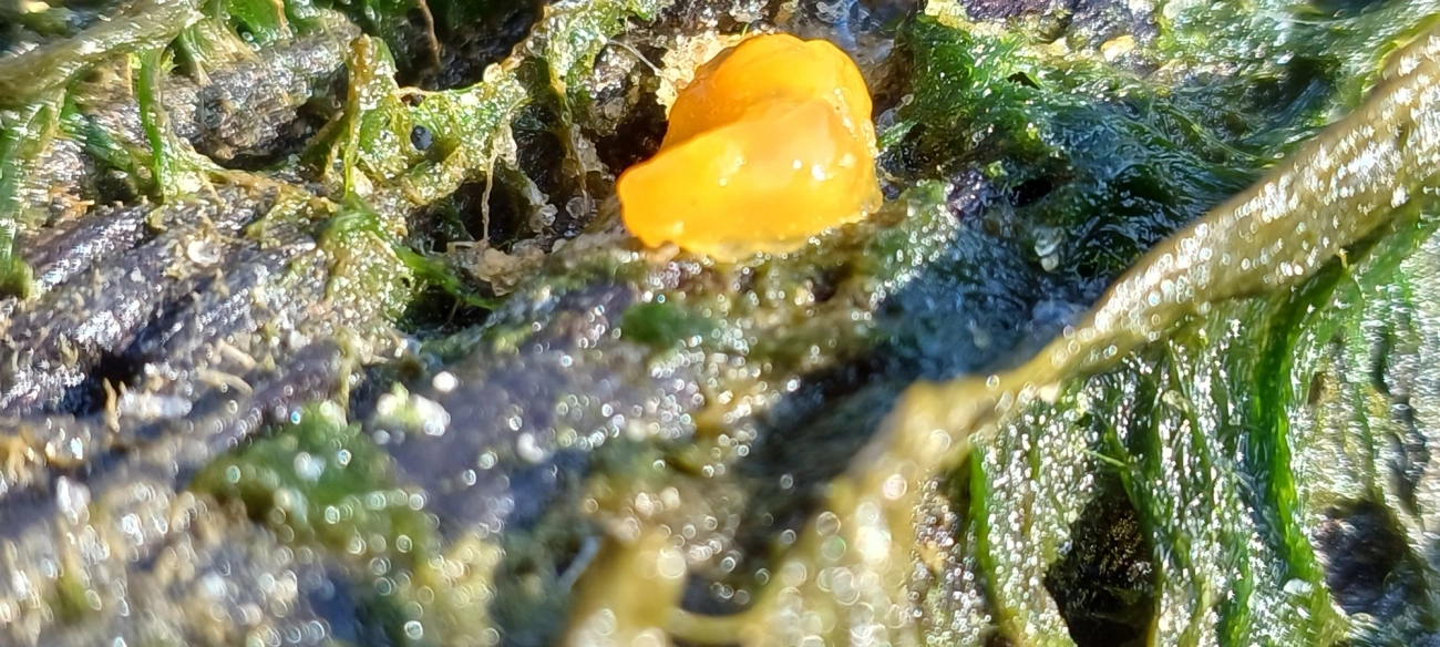 Doriopsilla, moluscos, fotografado em Maresias, São Sebastião