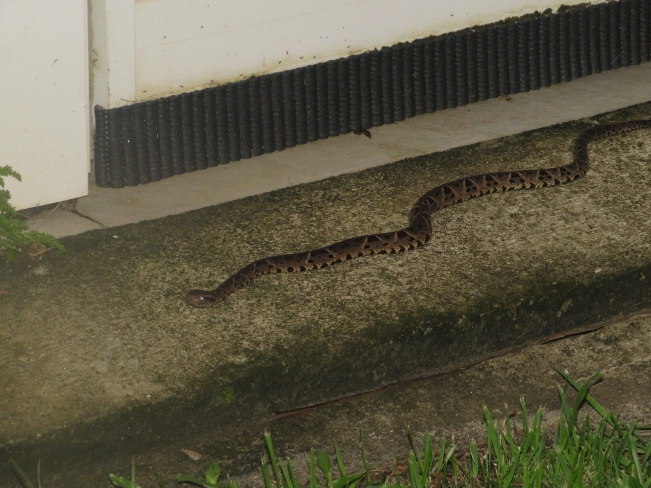 Jararacuçu (Bothrops jararacussu), répteis, fotografado em Maresias, São Sebastião