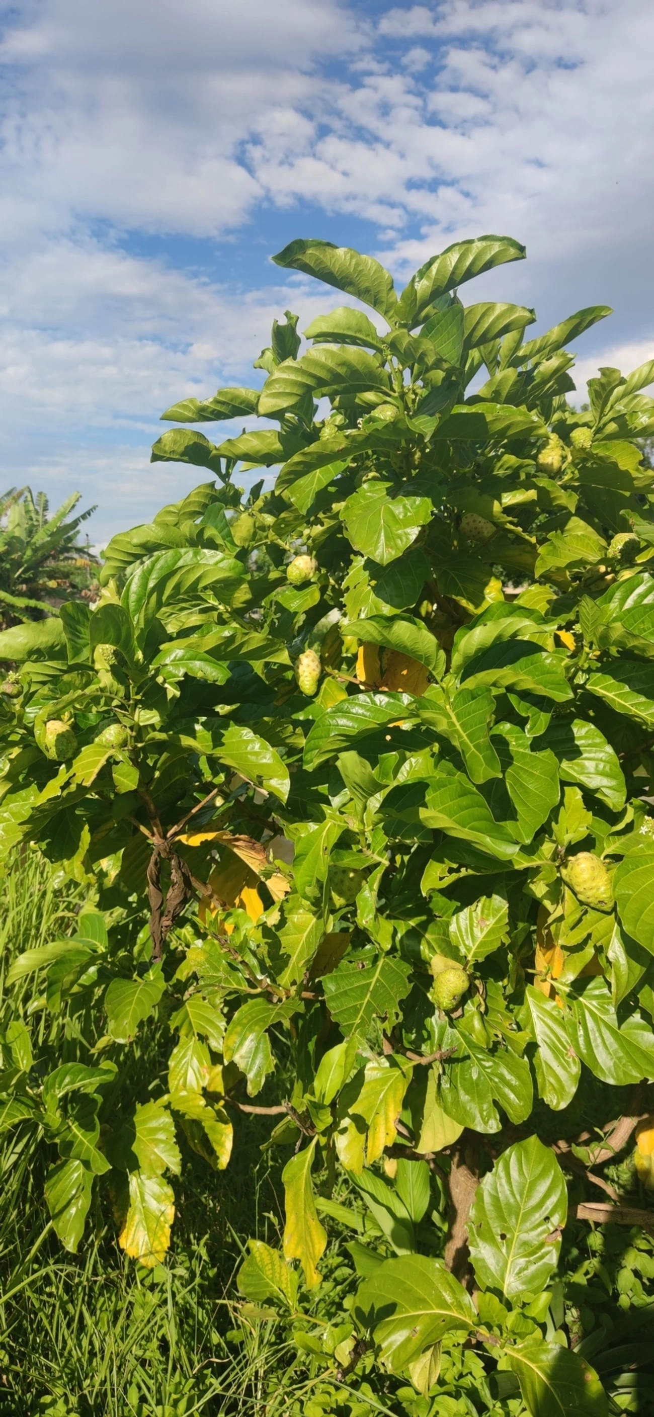 Noni (Morinda citrifolia), plantas, fotografado em Caraguatatuba