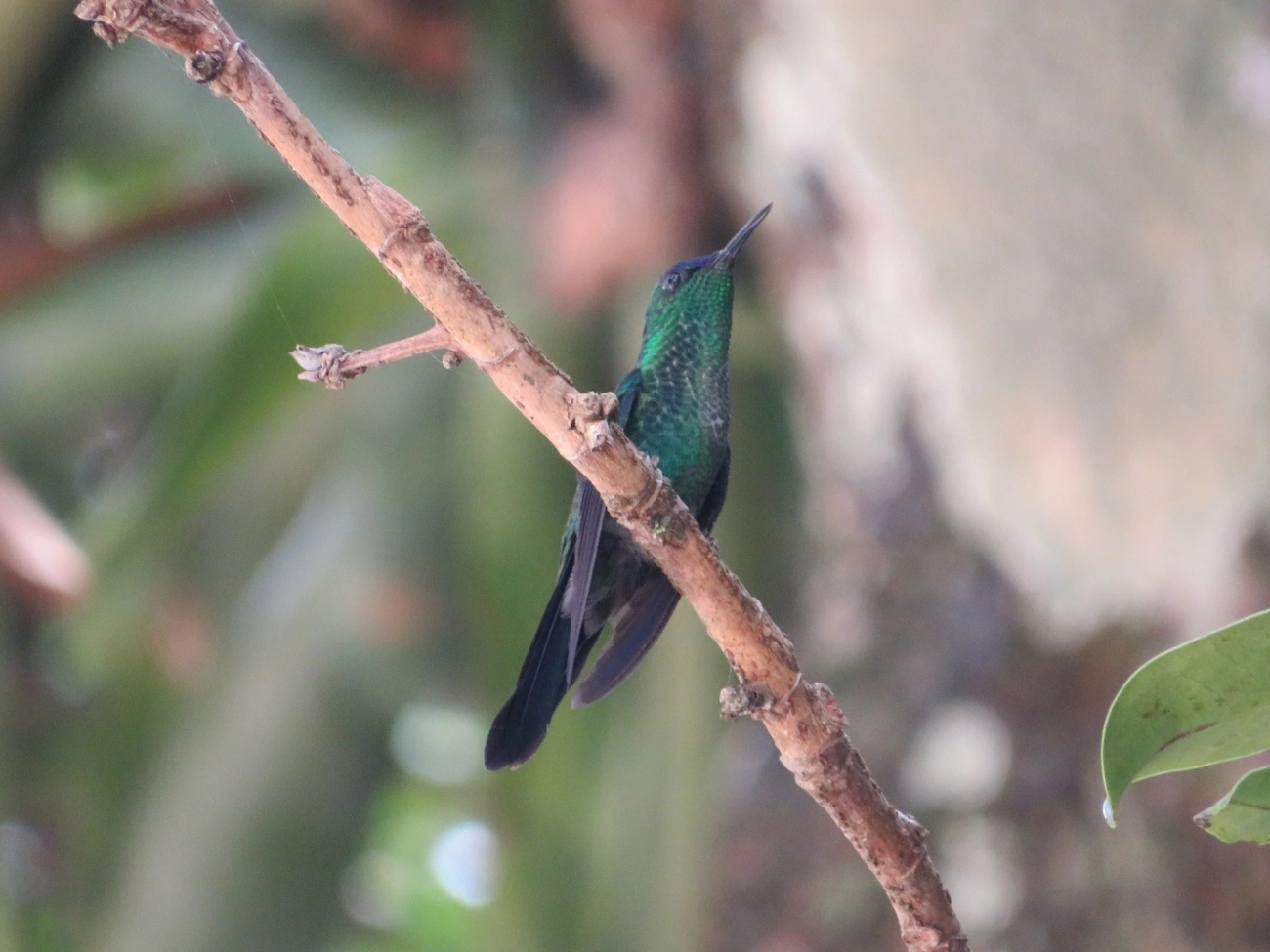 Beija-flor-de-fronte-violeta (Thalurania glaucopis), aves, fotografado em Maresias, São Sebastião