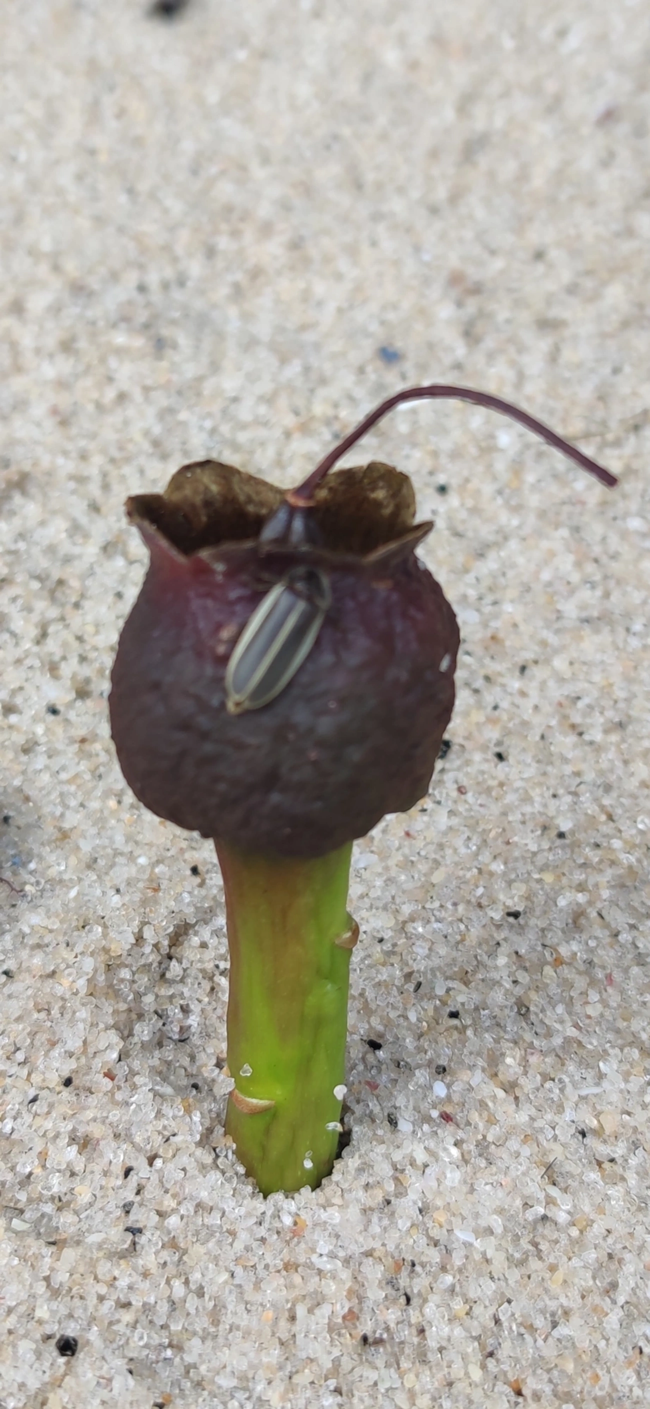 Lampyrinae, insetos, fotografado em Prais do Saco, São Sebastião