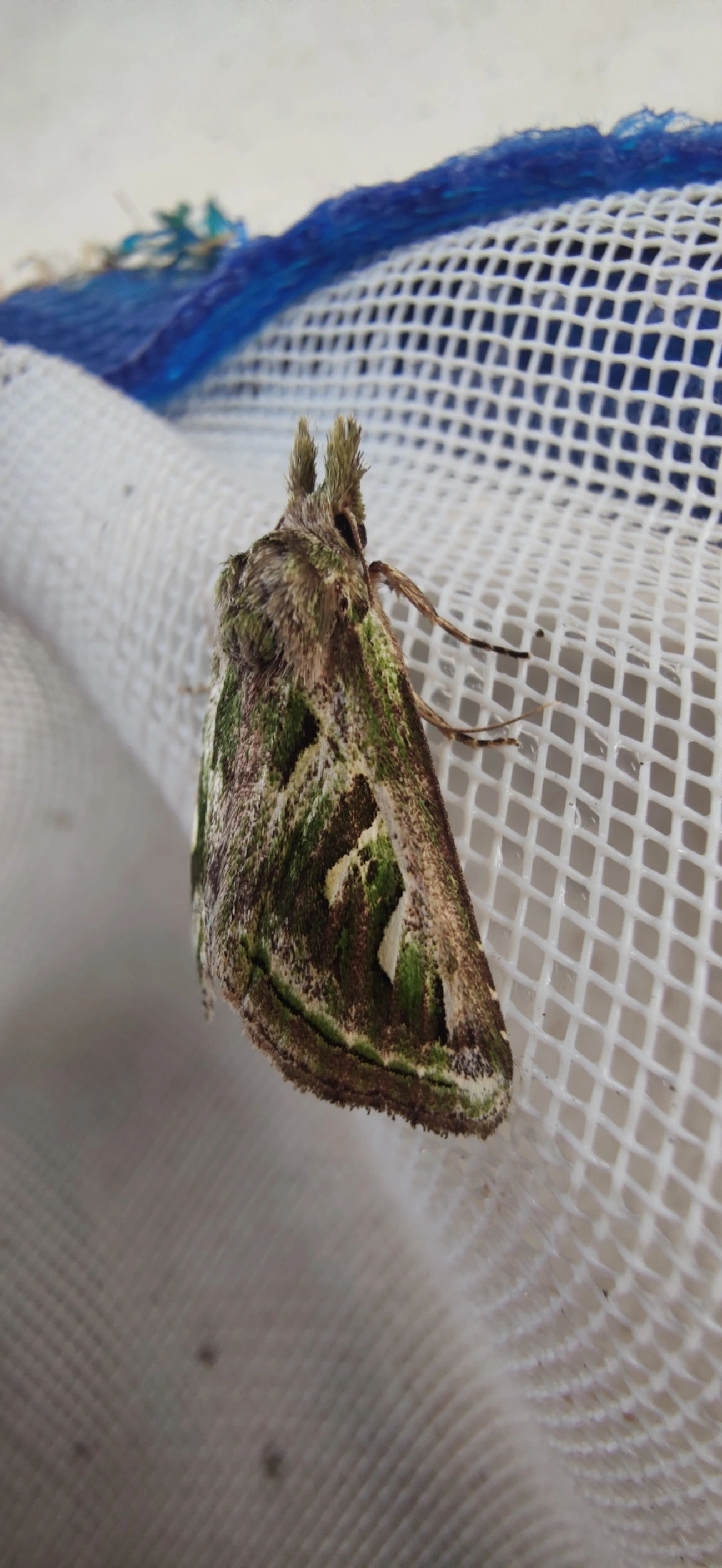 Nystaleinae, insetos, fotografado em Maresias, São Sebastião