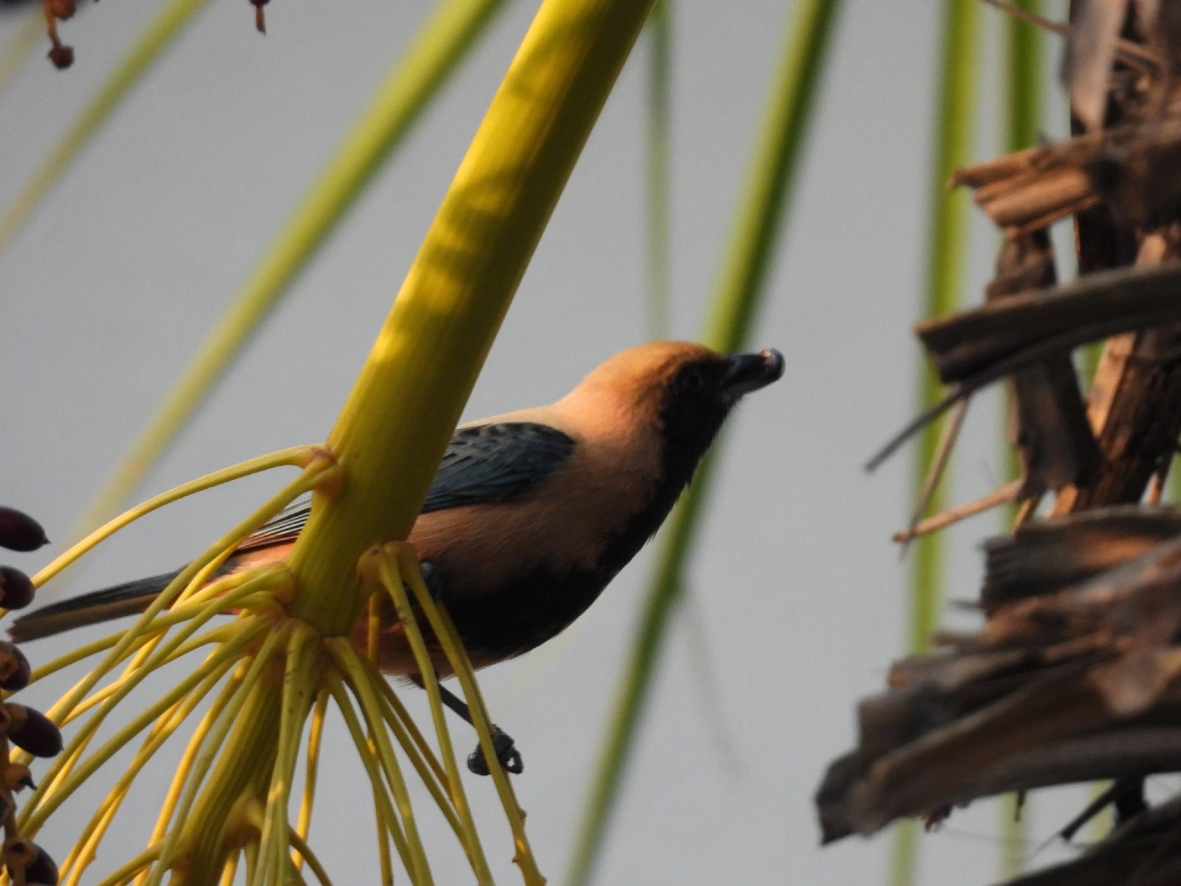 Saíra-amarela (Stilpnia cayana), aves, fotografado em Rua Coronel João Leme, Bragança Paulista