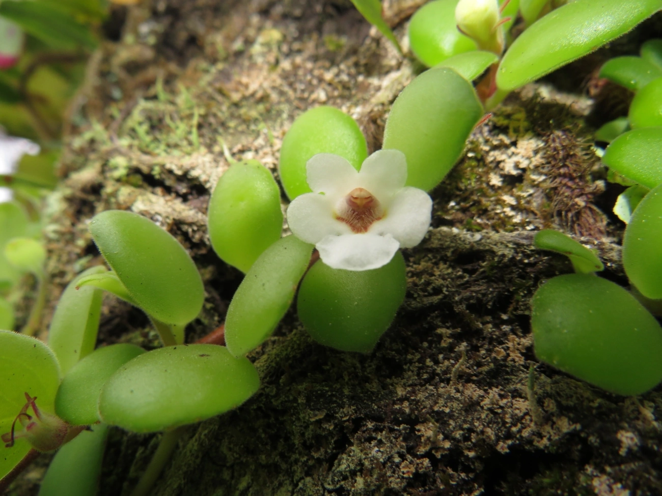 Codonanthe devosiana, plantas, fotografado em Maresias, São Sebastião