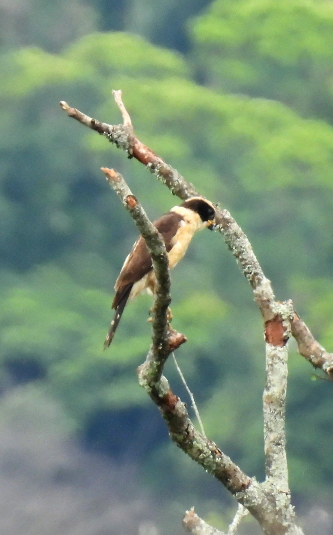 Acauã (Herpetotheres cachinnans), aves, fotografado em Maresias, São Sebastião