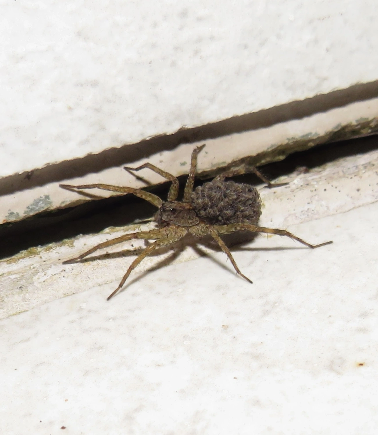 Lycosinae, aracnídeos, fotografado em Maresias, São Sebastião