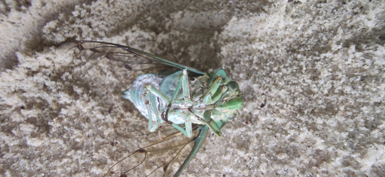 Cigarra-verde (Zammara tympanum), insetos, fotografado em Maresias, São Sebastião