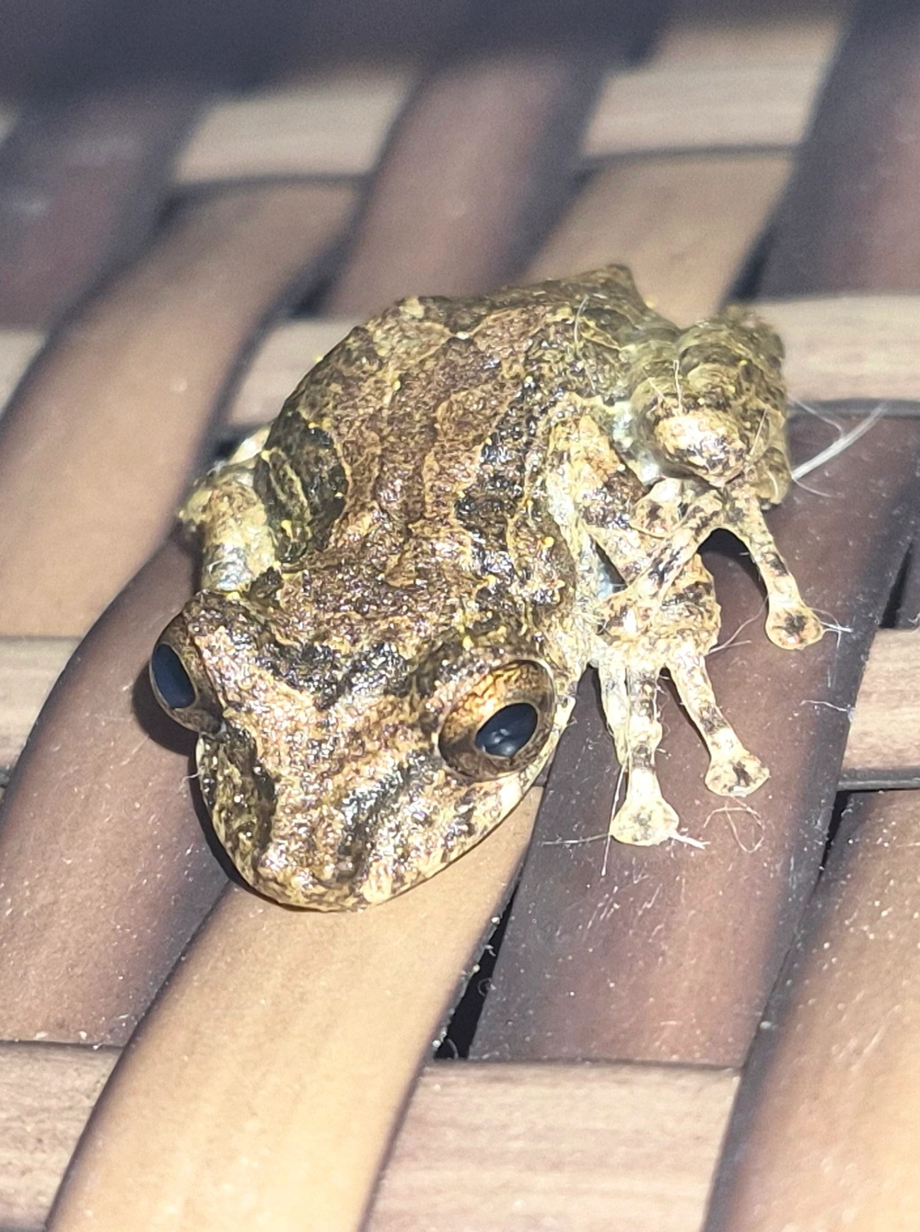 Perereca-do-litoral (Ololygon littoralis), anfíbios, fotografado em Maresias, São Sebastião