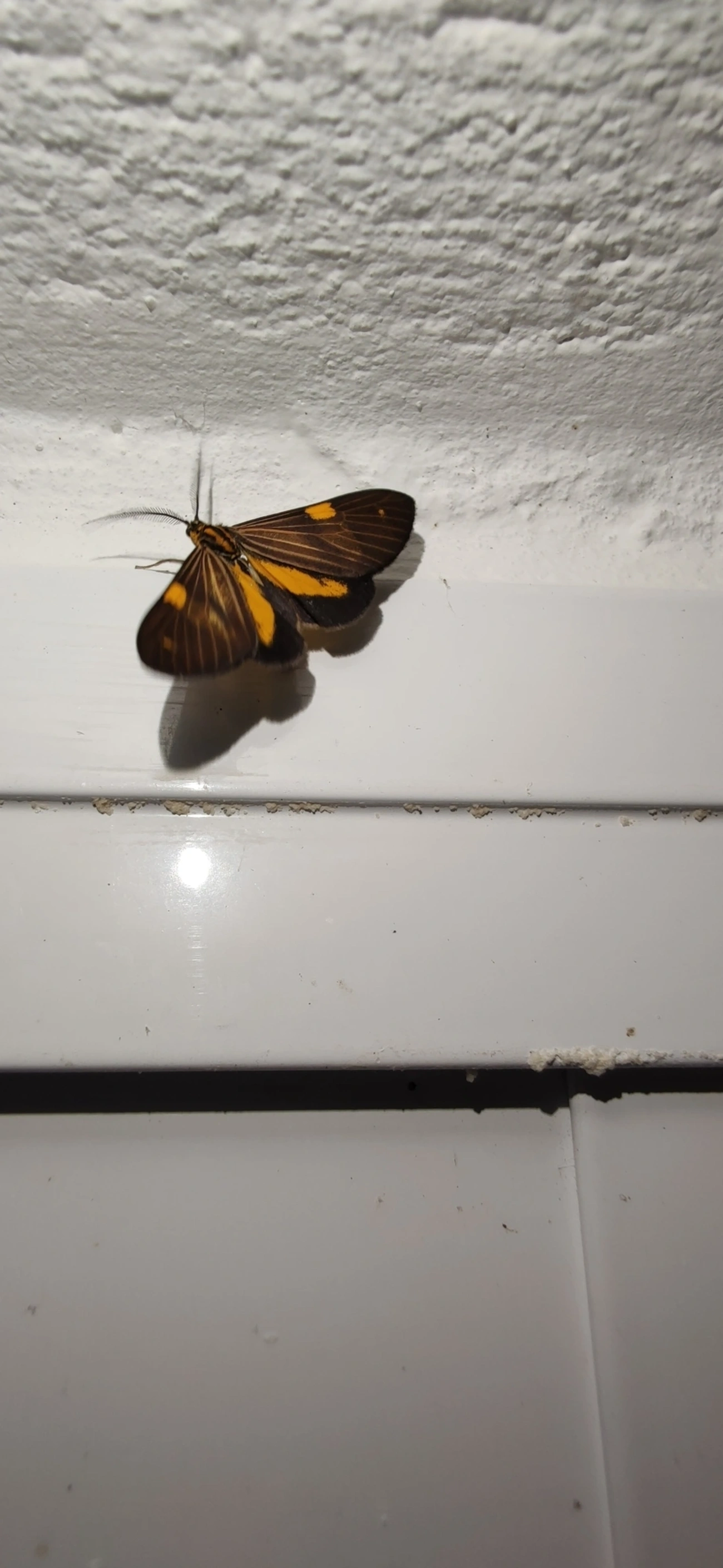 Phaeochlaena lampra, insetos, fotografado em Maresias, São Sebastião