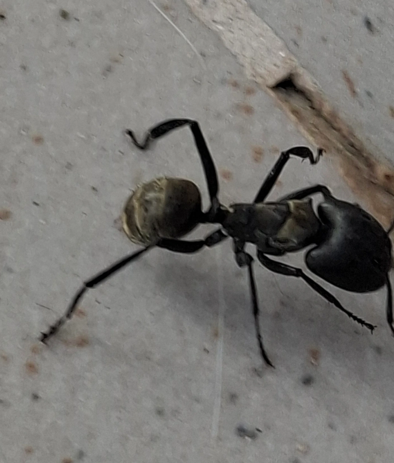 Formiga-dourada (Camponotus sericeiventris), insetos, fotografado em Maresias, São Sebastião