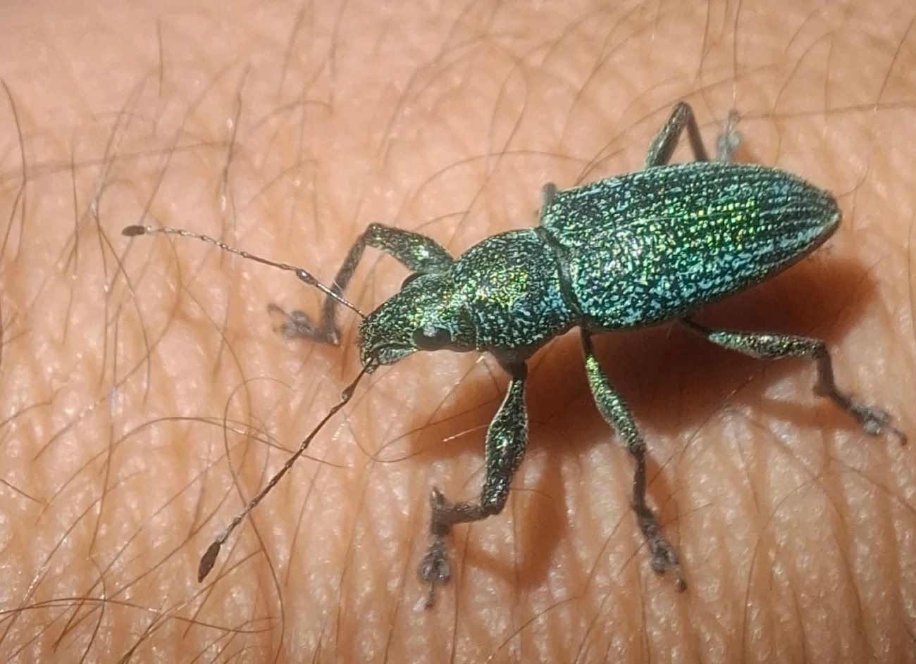 Gorgulho-de-faixa-dourada (Naupactus auricinctus), insetos, fotografado em Maresias, São Sebastião