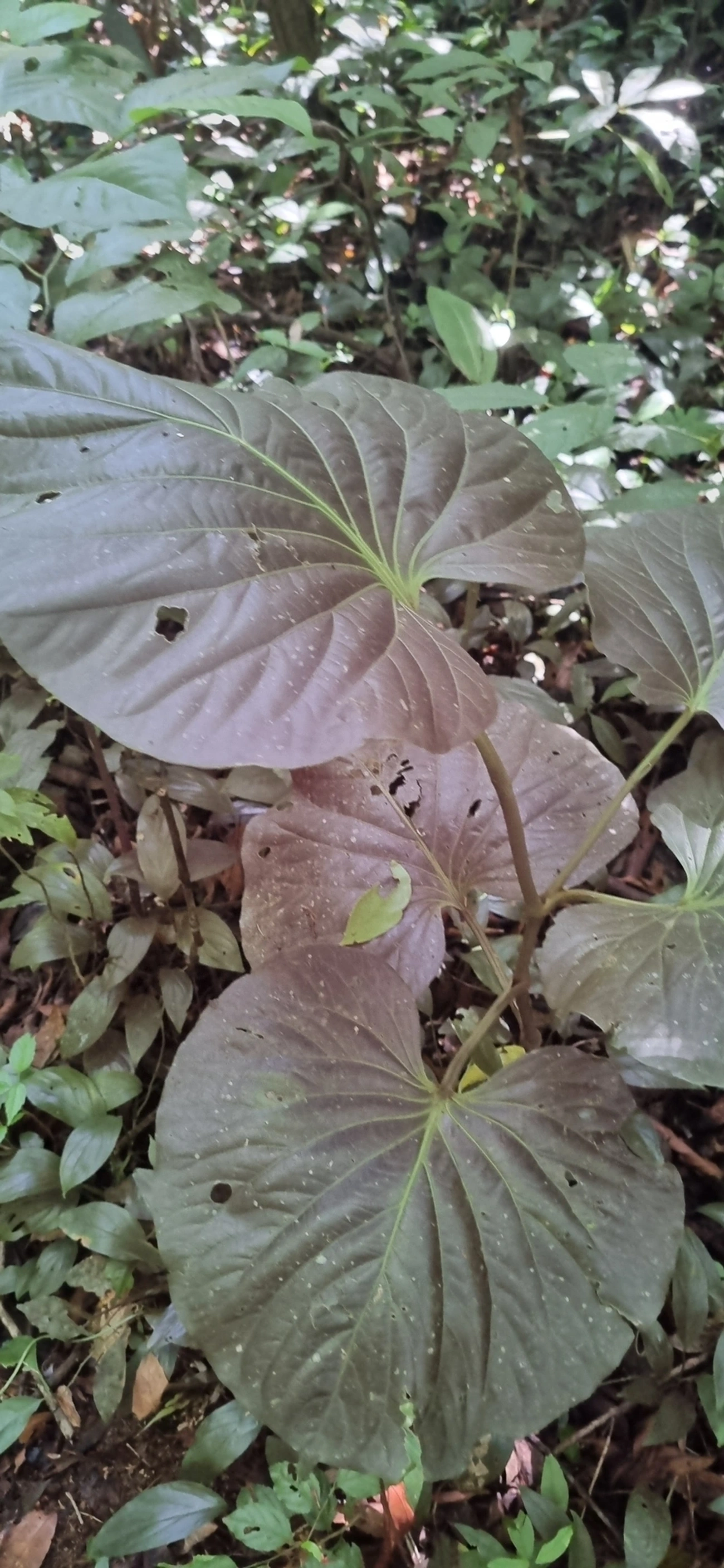 Piper, plantas, fotografado em Maresias, São Sebastião