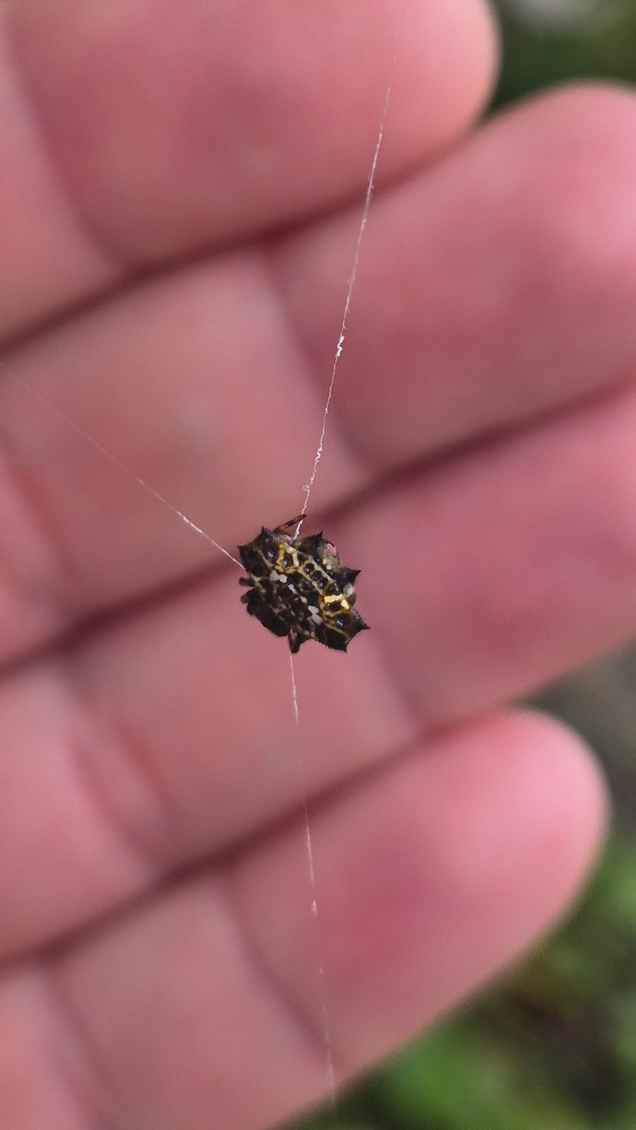 Aranha-espinho (Gasteracantha cancriformis), aracnídeos, fotografado em Maresias, São Sebastião