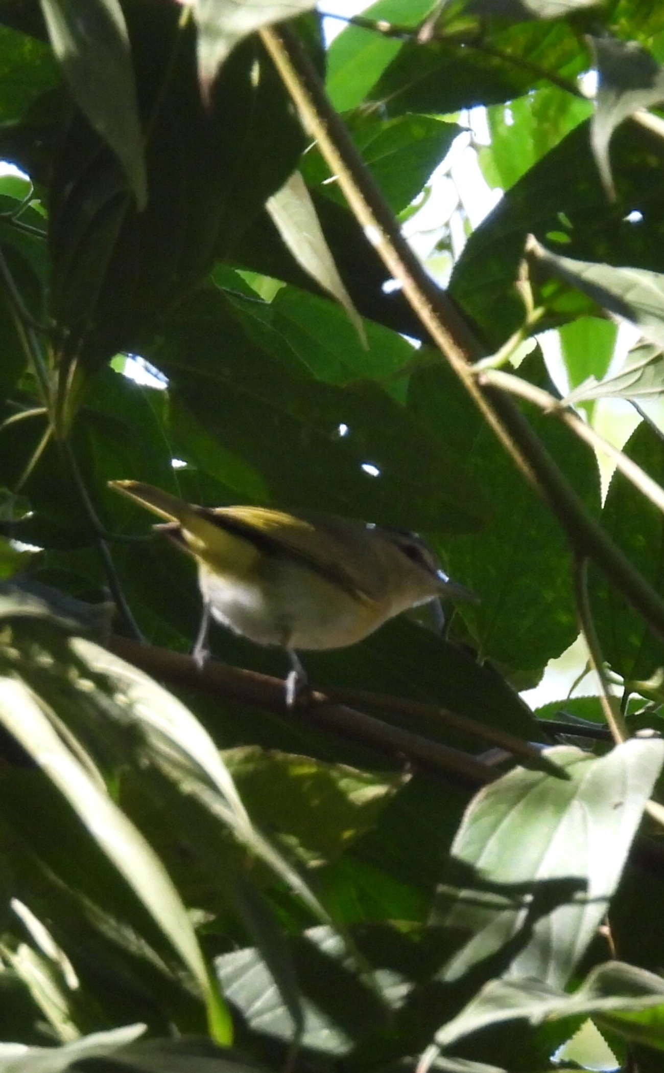 Juruviara (Vireo chivi), aves, fotografado em Resende