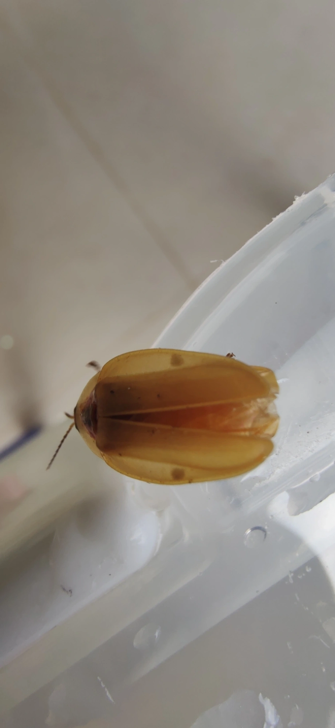 Aspisoma, insetos, fotografado em Maresias, São Sebastião