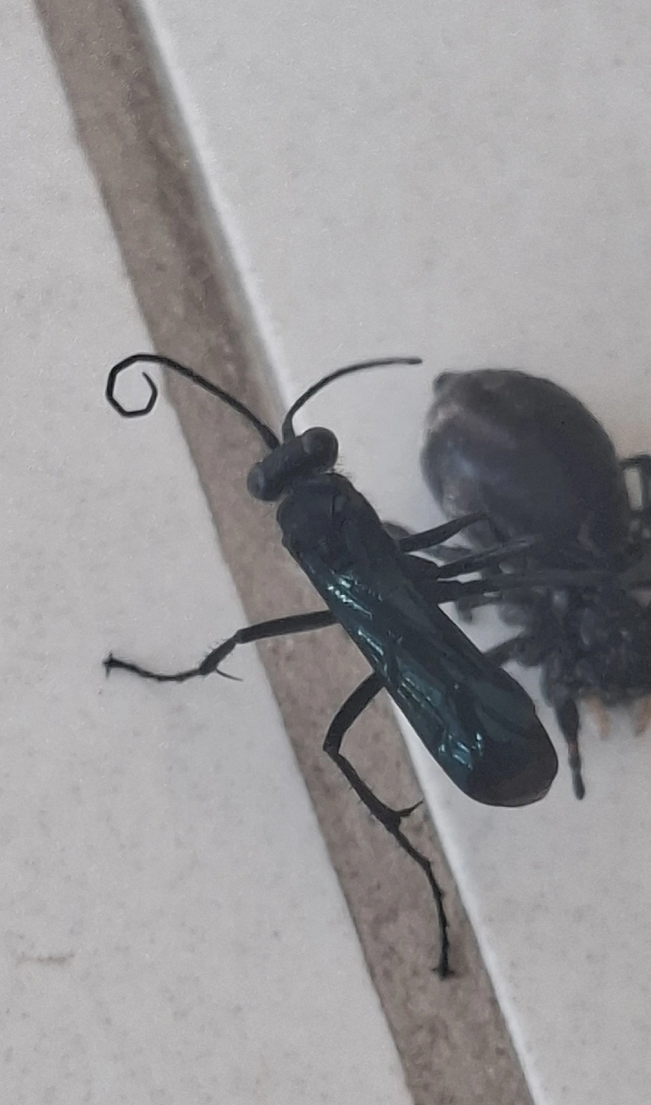 Pompilinae, insetos, fotografado em Maresias, São Sebastião
