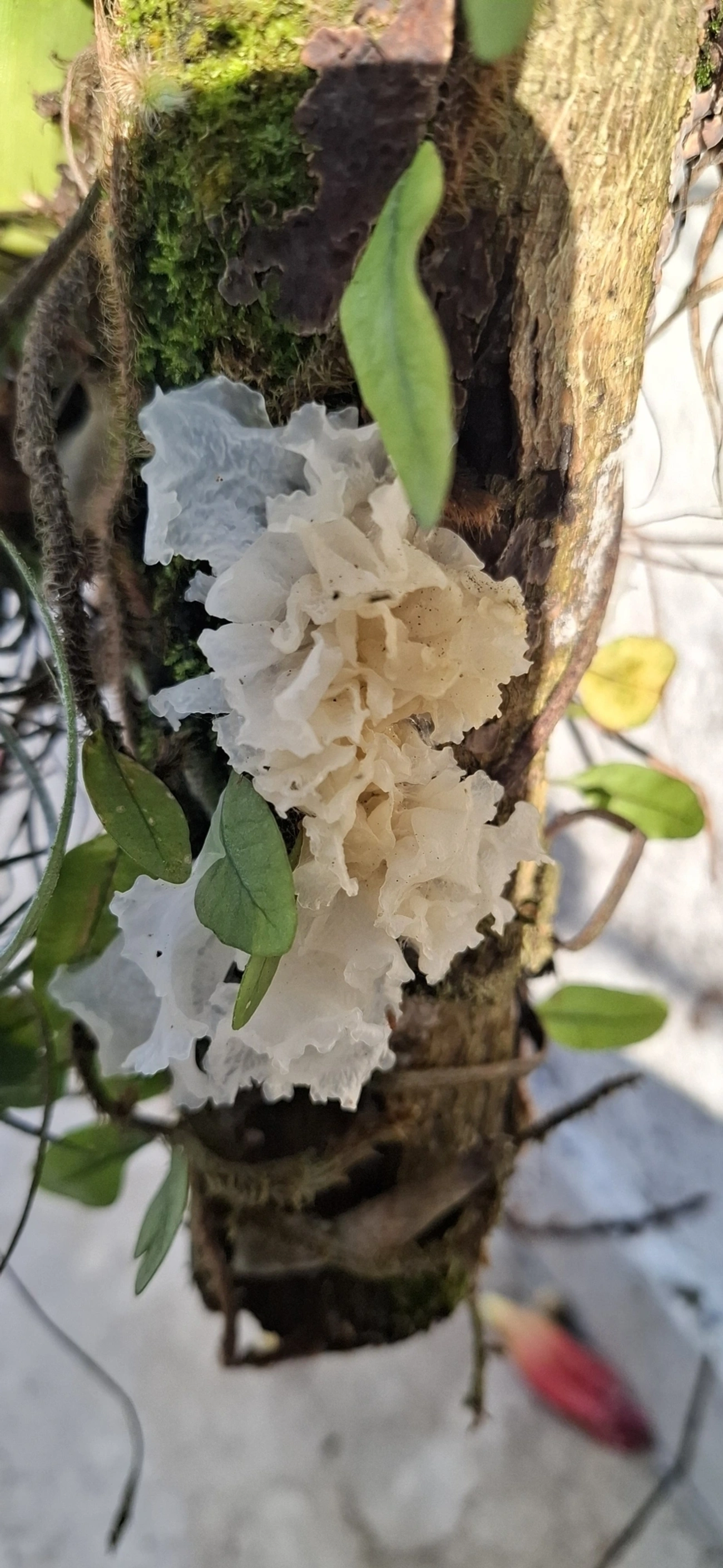 Tremella, fungos, fotografado em Maresias, São Sebastião