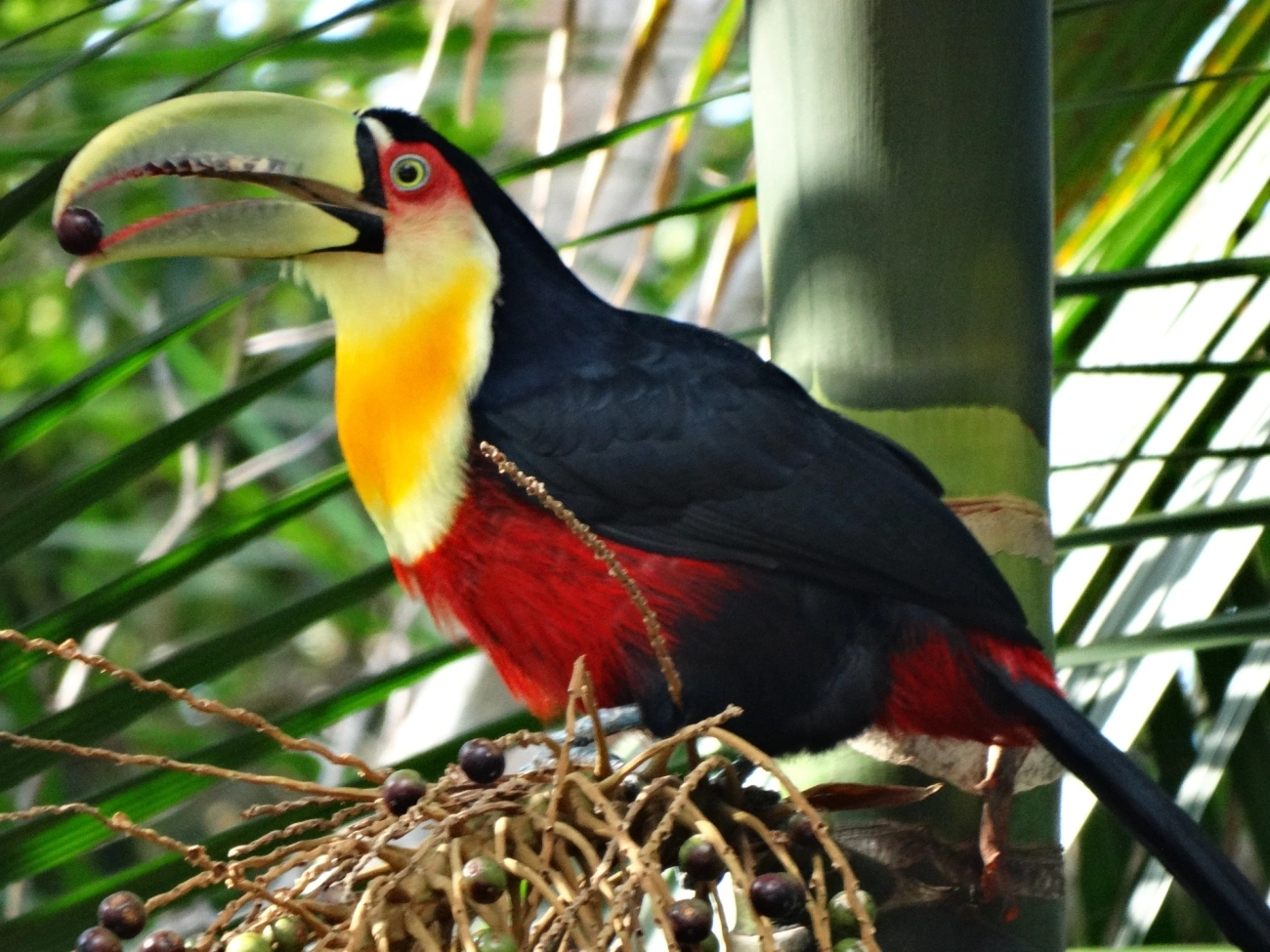 Tucano-de-bico-verde (Ramphastos dicolorus), aves, fotografado em Paraibuna