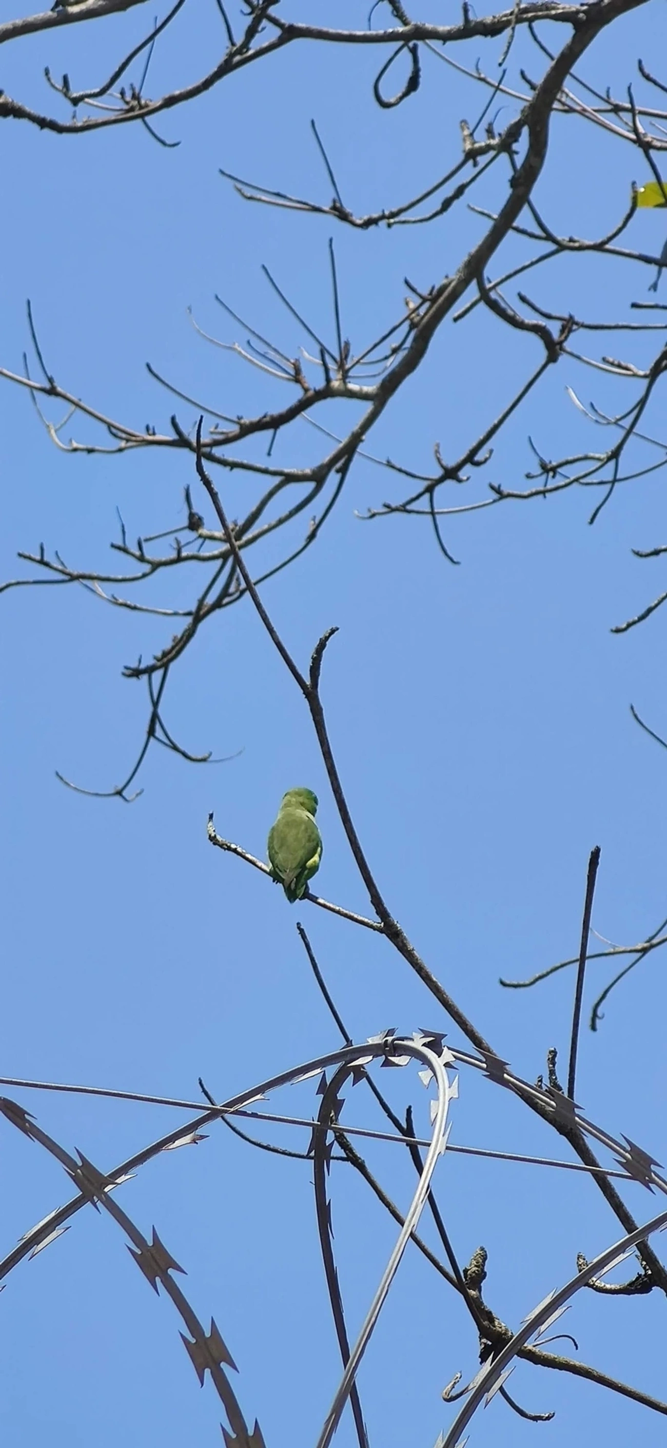 Tuim (Forpus xanthopterygius), aves, fotografado em Maresias, São Sebastião