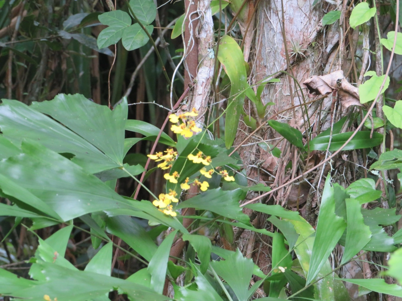 Chuva-de-ouro (Gomesa flexuosa), plantas, fotografado em Maresias, São Sebastião