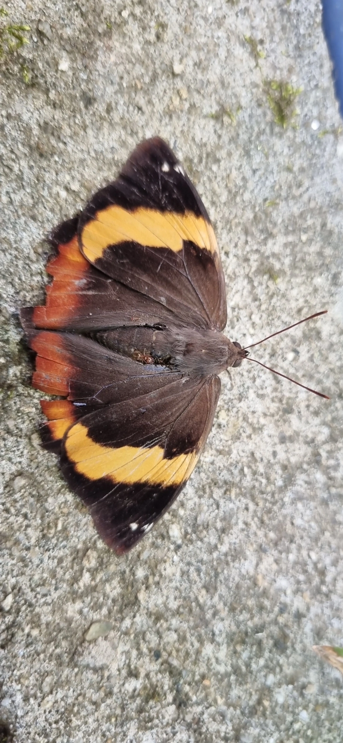 Lagarta-verde-das-palmeiras (Opsiphanes invirae), insetos, fotografado em Calhetas, São Sebastião