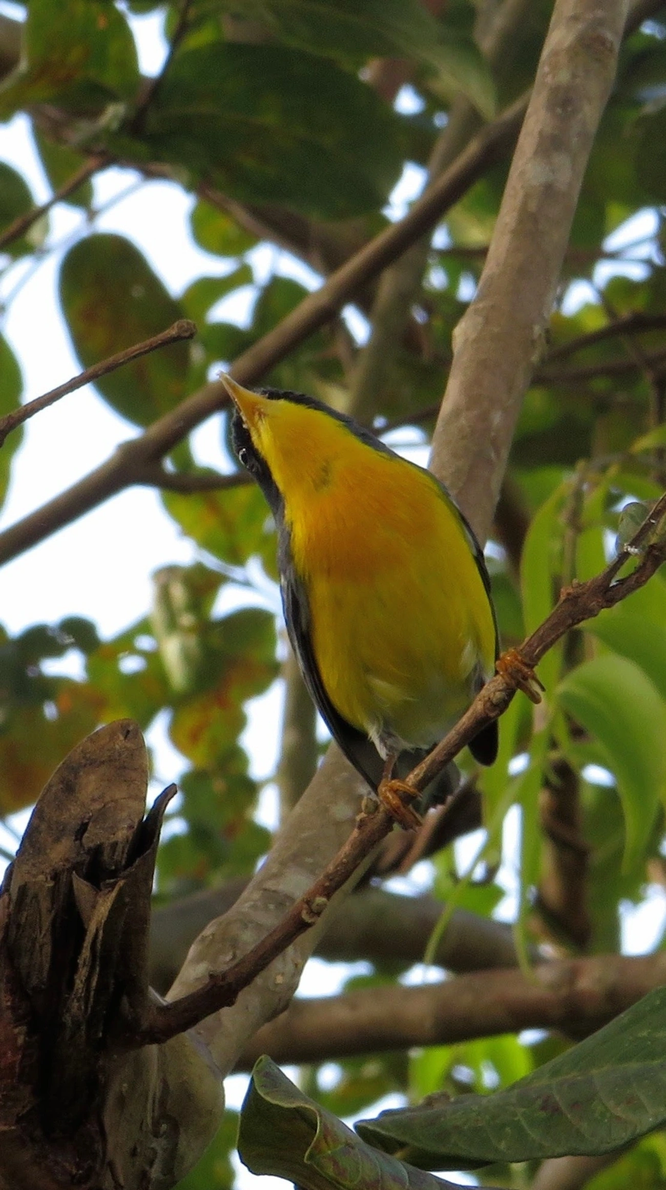 Mariquita (Setophaga pitiayumi), aves, fotografado em Maresias, São Sebastião