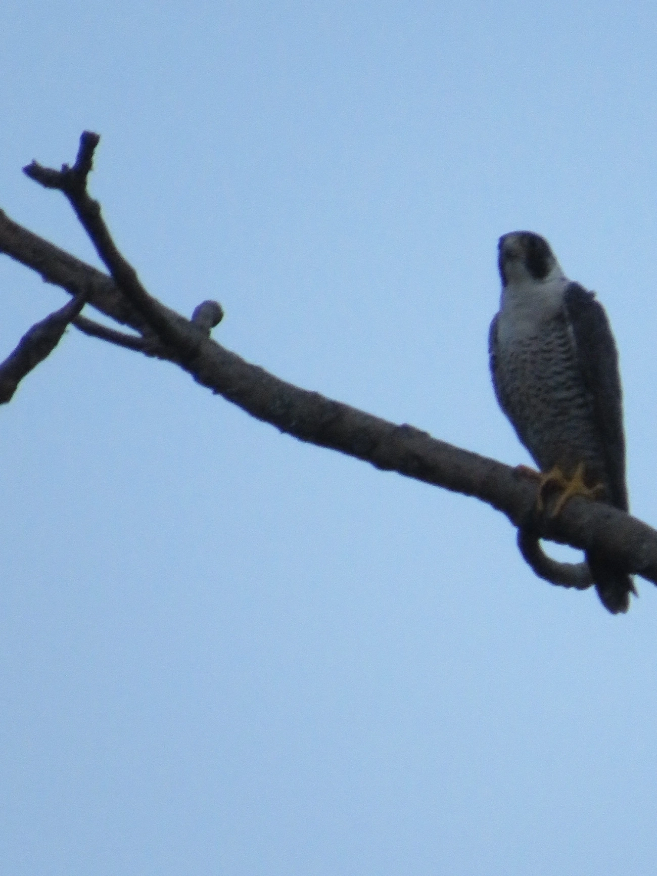 Falcão-peregrino (Falco peregrinus), aves, fotografado em Maresias, São Sebastião