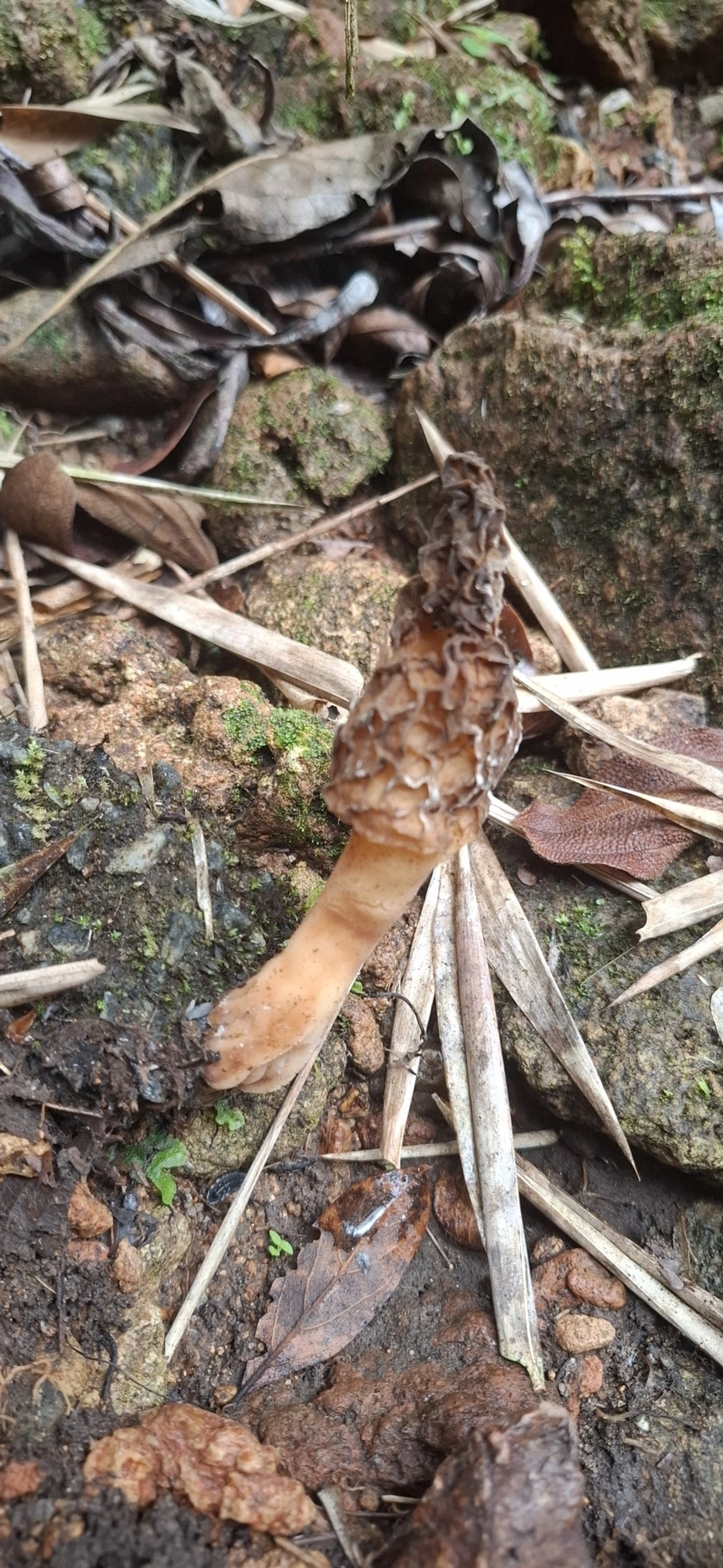 Morchella, fungos, fotografado em Itamonte
