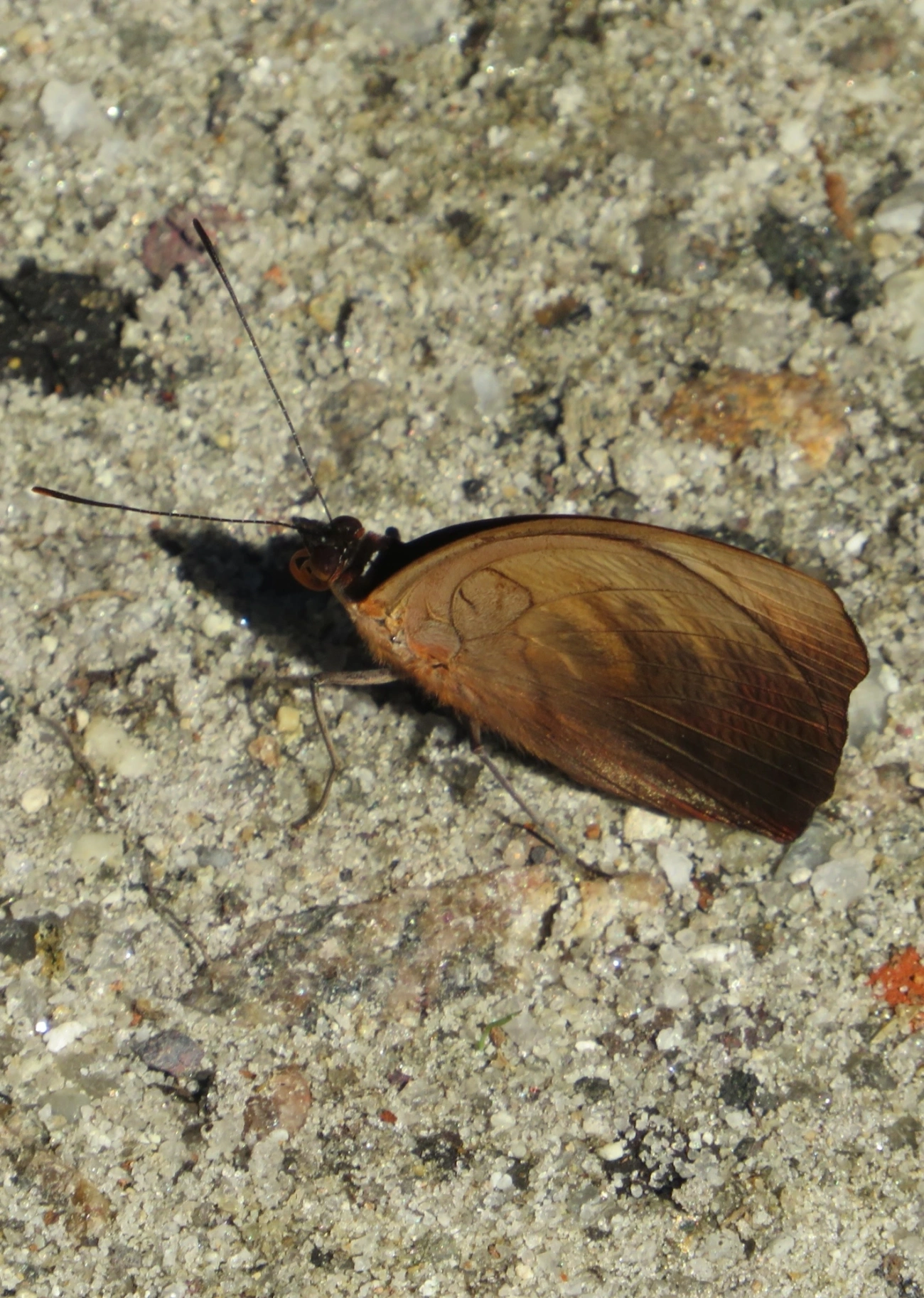 Bandeira-azulada (Catonephele numilia), insetos, fotografado em Maresias, São Sebastião