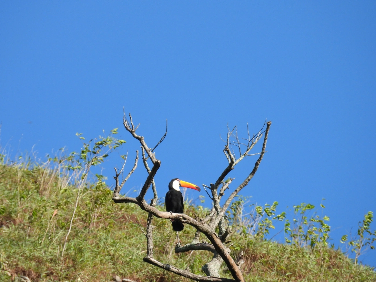 Tucano-toco (Ramphastos toco), aves, fotografado em Monte Alegre do Sul