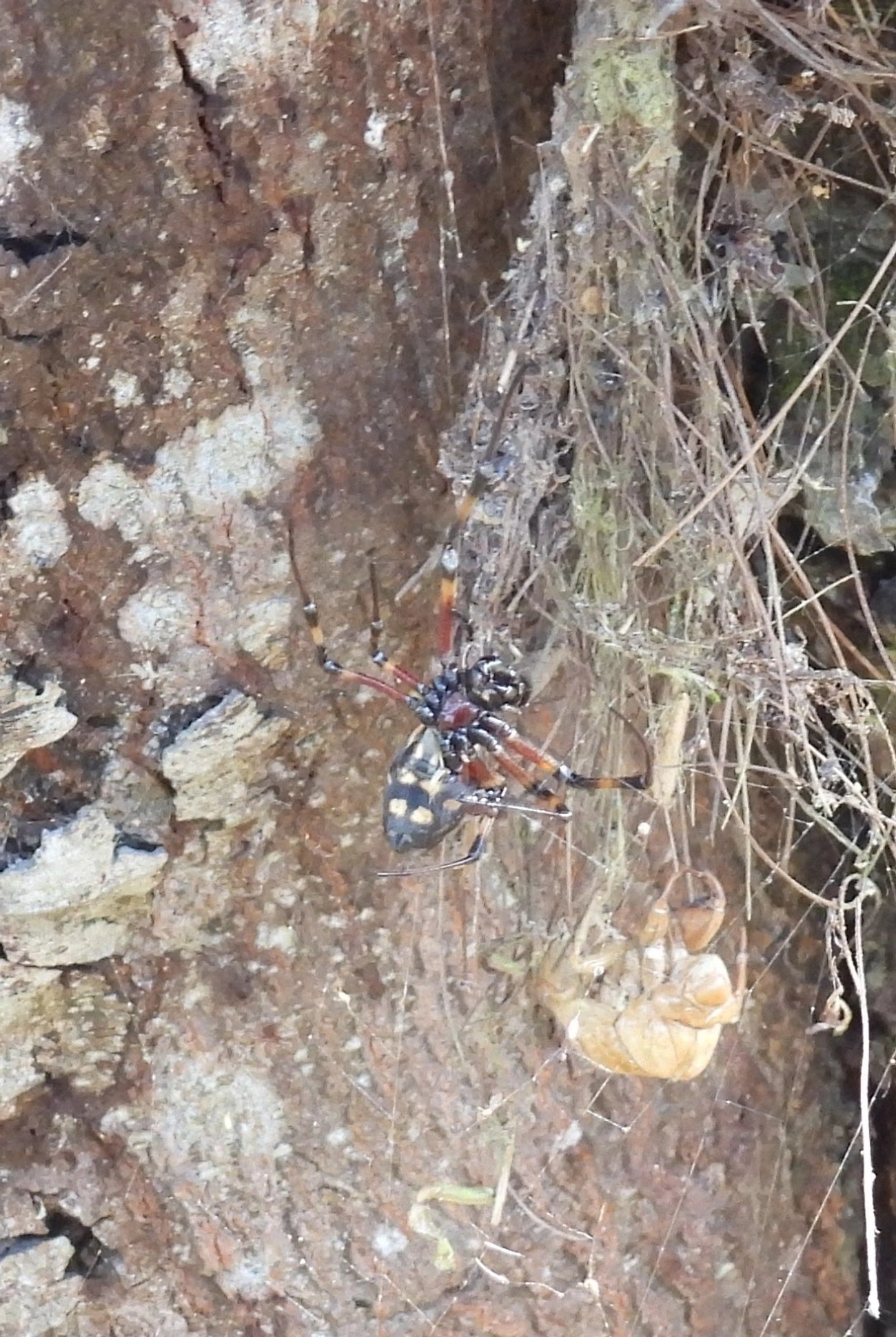 Maria-bola (Nephilingis cruentata), aracnídeos, fotografado em Queluz
