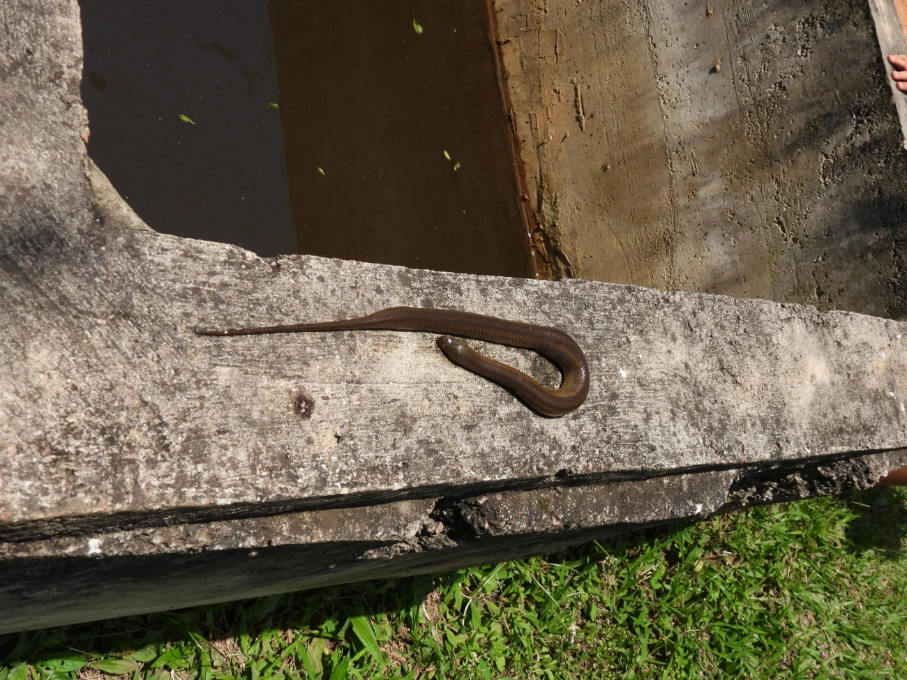 Cobra-d'água-oliva (Helicops modestus), répteis, fotografado em Cabreúva