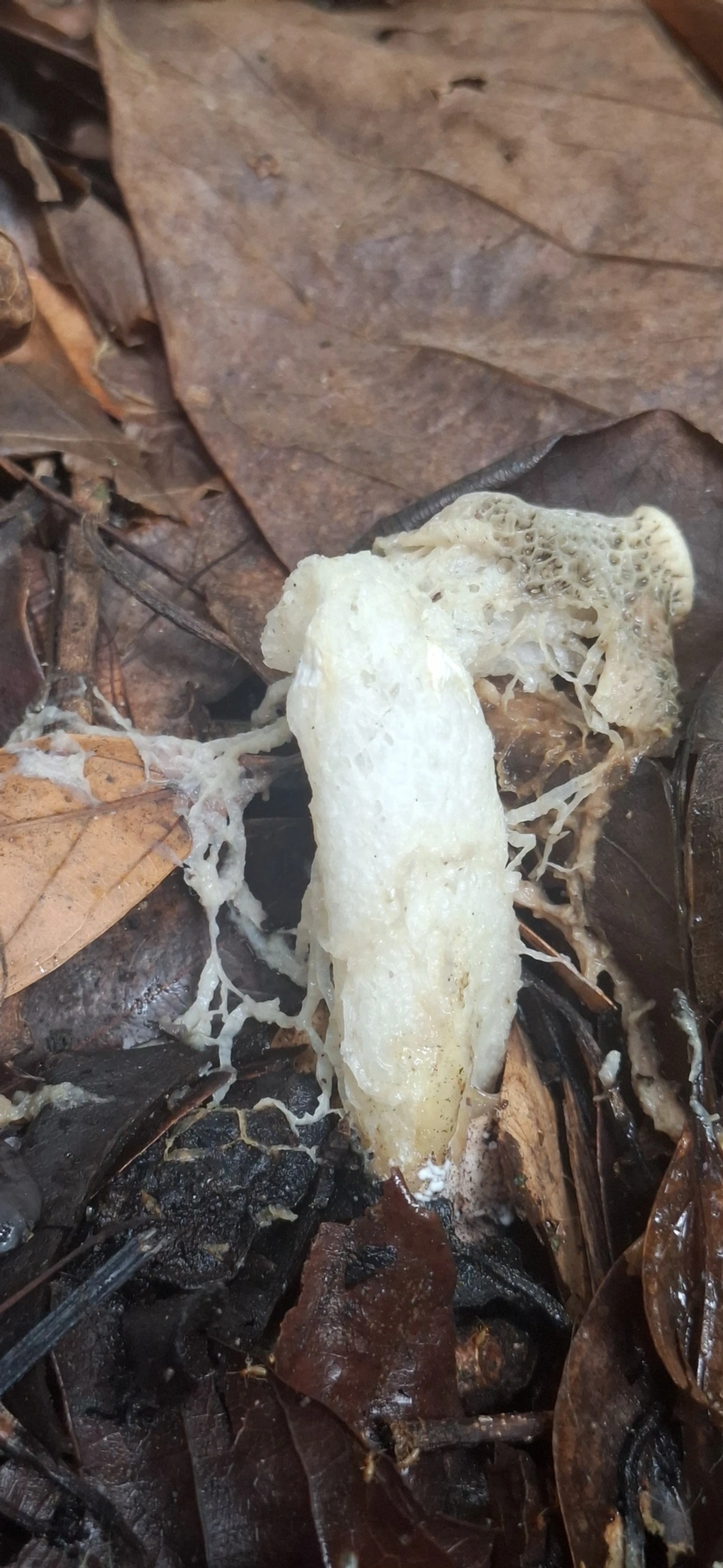 Phallus, fungos, fotografado em Barra do Una, São Sebastião