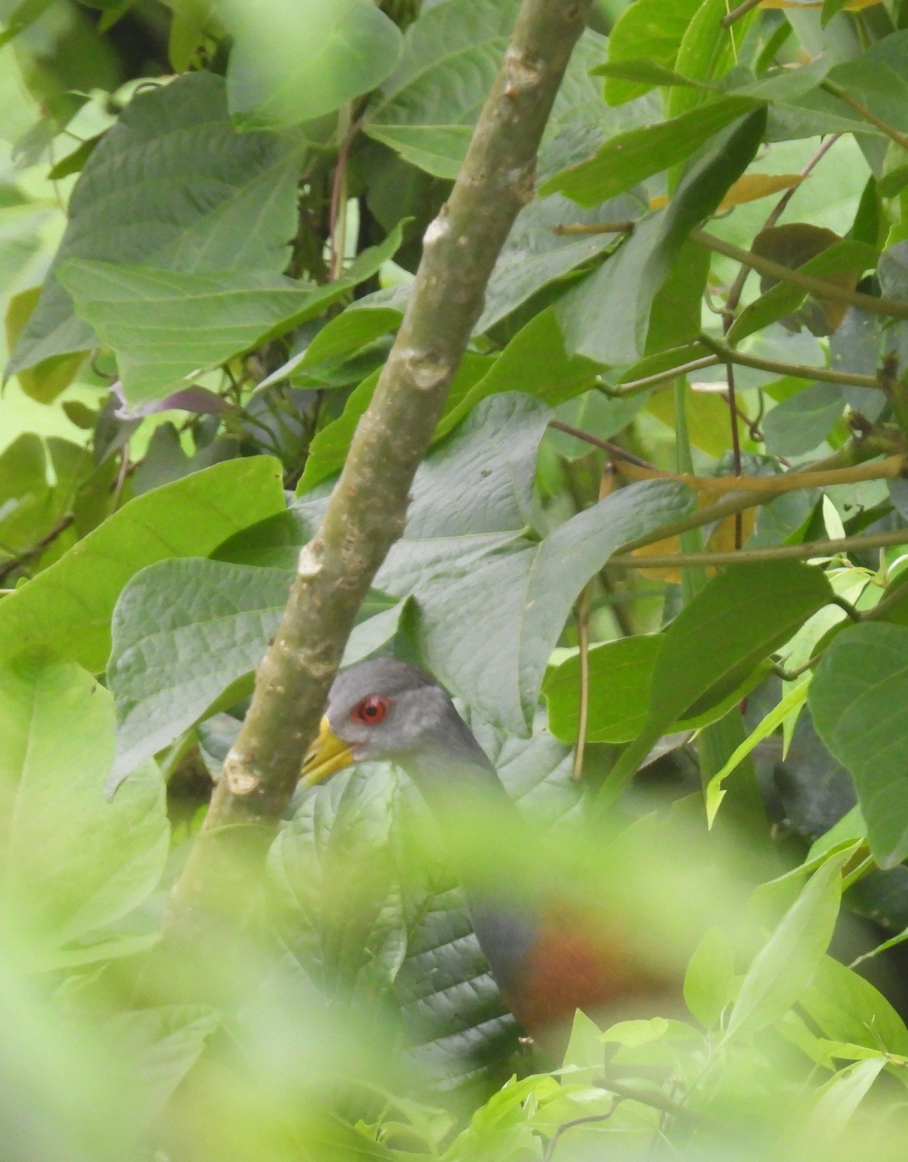 Saracura-três-potes (Aramides cajaneus), aves, fotografado em Maresias, São Sebastião