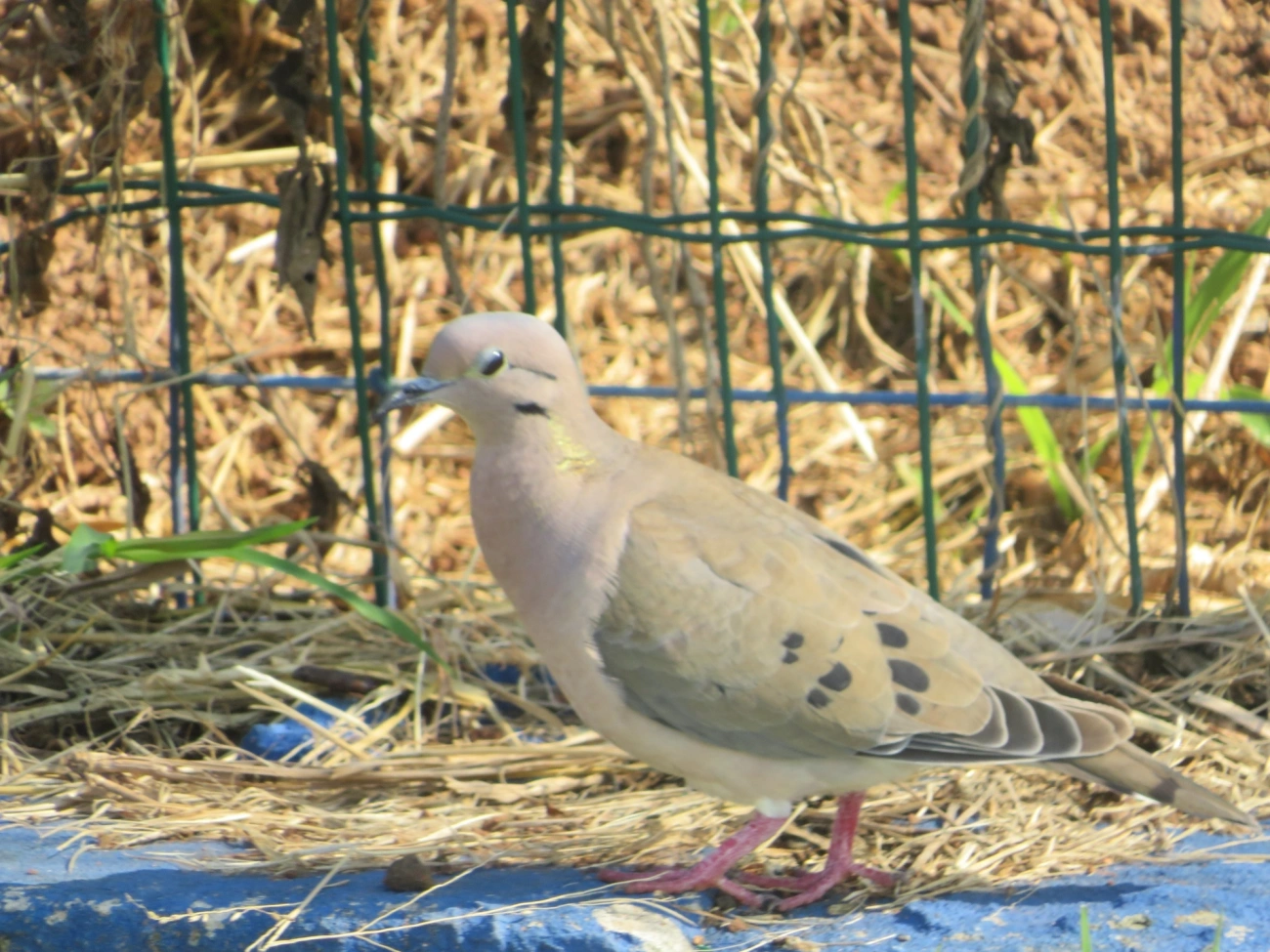 Pomba-de-bando (Zenaida auriculata), aves, fotografado em Indaiá, Caraguatatuba