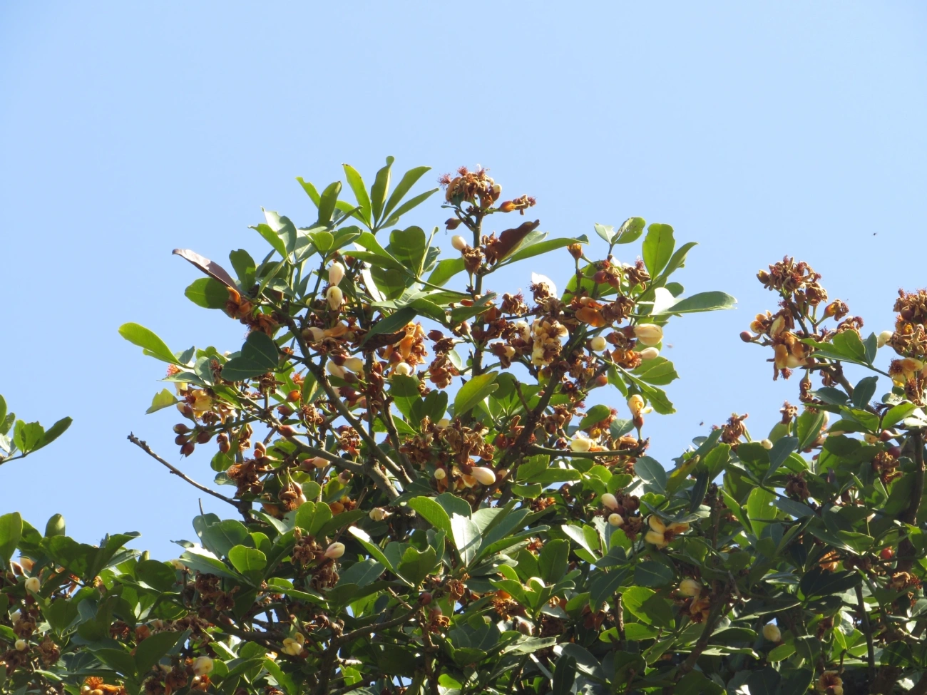 Bombacoideae, plantas, fotografado em Maresias, São Sebastião