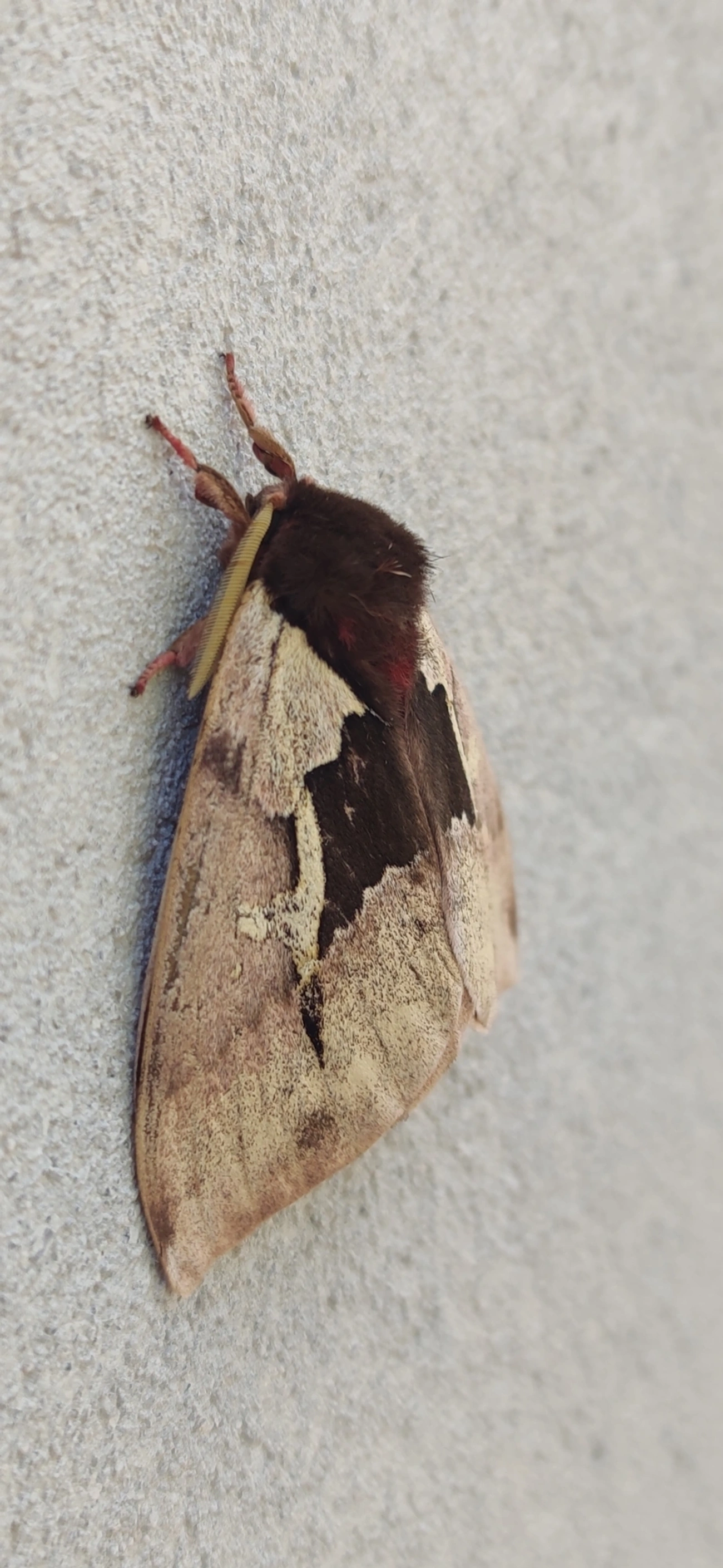 Dirphiopsis multicolor, insetos, fotografado em Camburí, São Sebastião