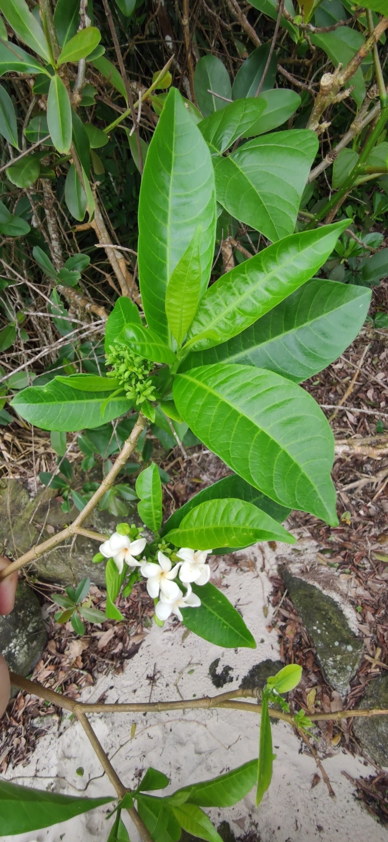 Tabernaemontana, plantas, fotografado em Maresias, São Sebastião