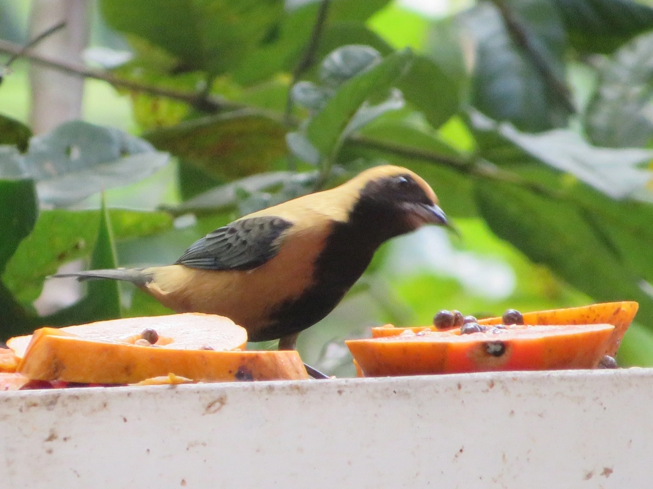 Saíra-amarela (Stilpnia cayana), aves, fotografado em Maresias, São Sebastião