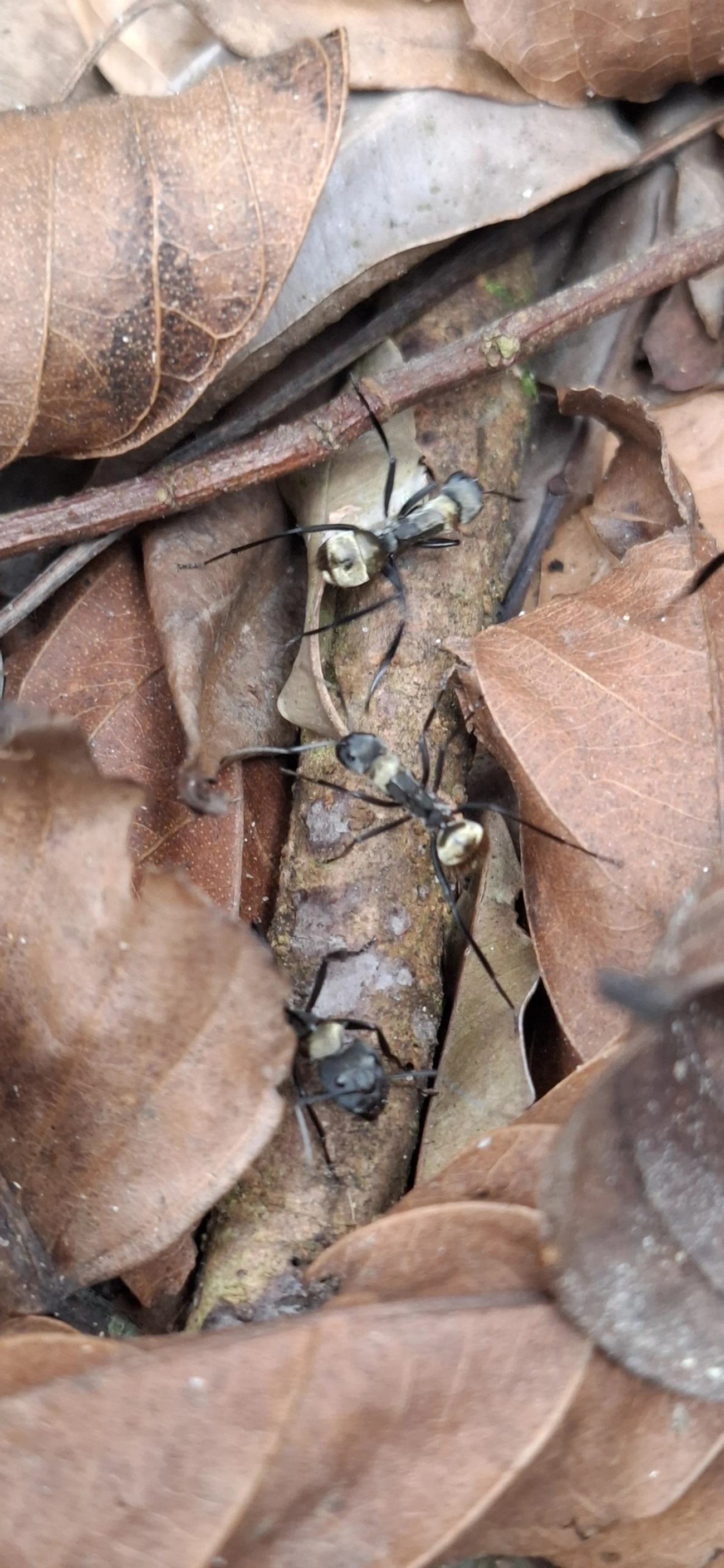 Formiga-dourada (Camponotus sericeiventris), insetos, fotografado em Maresias, São Sebastião