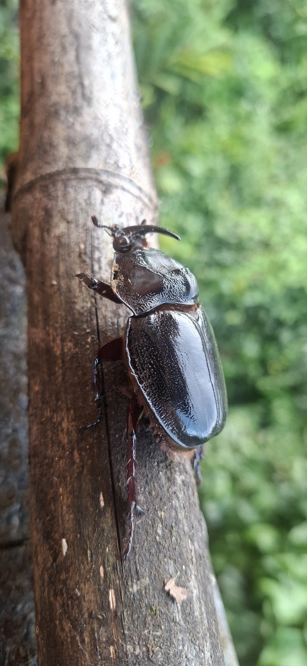 Besouro-rinoceronte (Enema pan), insetos, fotografado em Borrifos, Ilhabela
