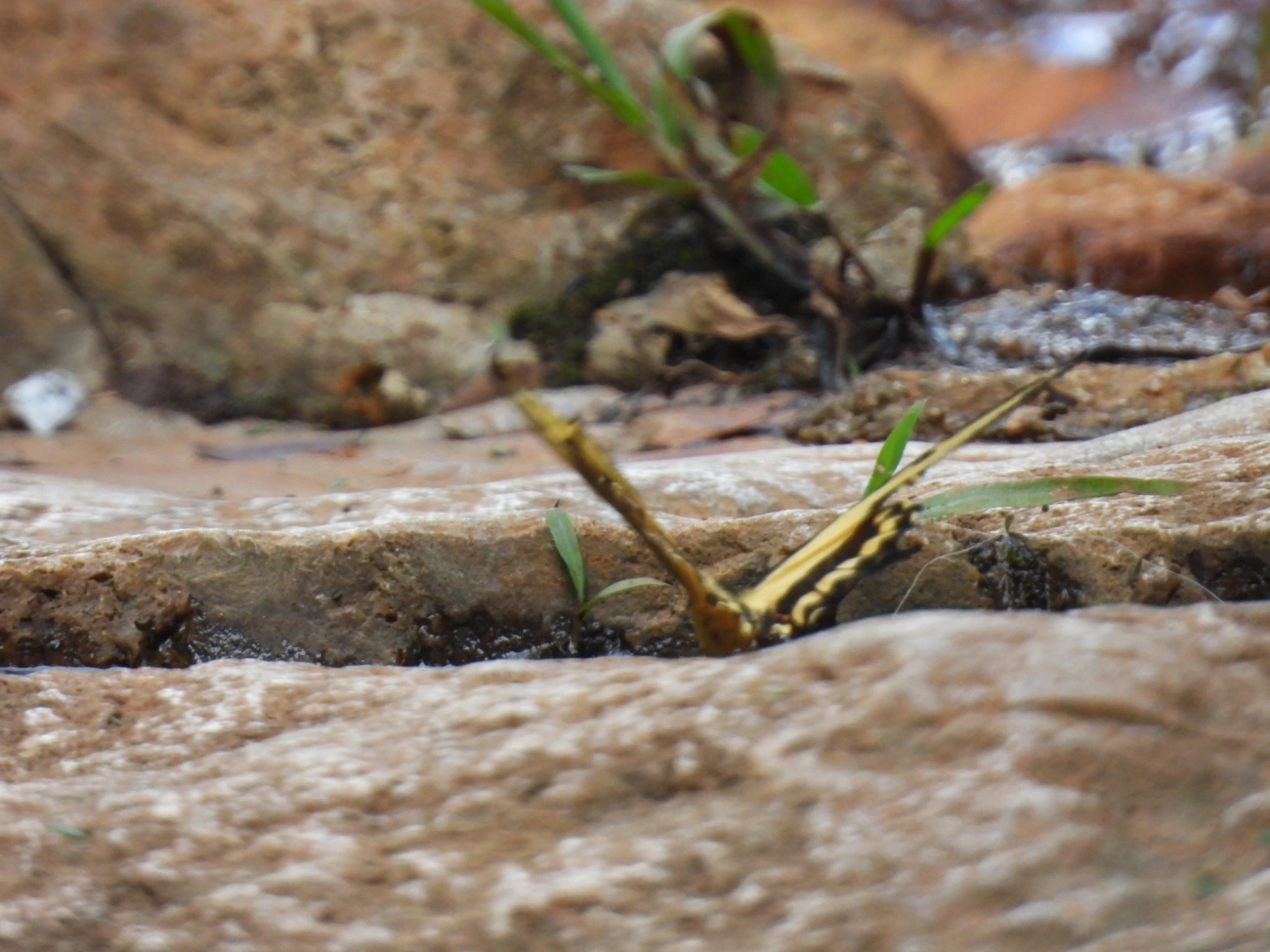 Rabo-de-andorinha-de-faixa-larga (Heraclides astyalus), insetos, fotografado em Cabreúva