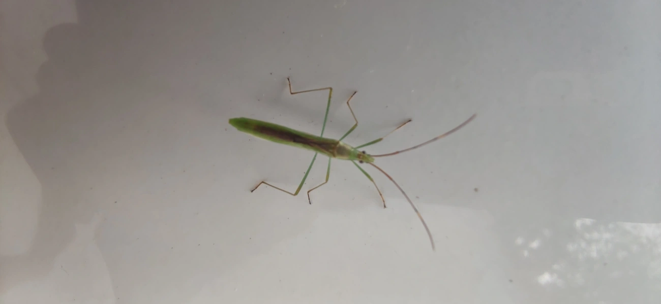 Stenocoris, insetos, fotografado em Maresias, São Sebastião