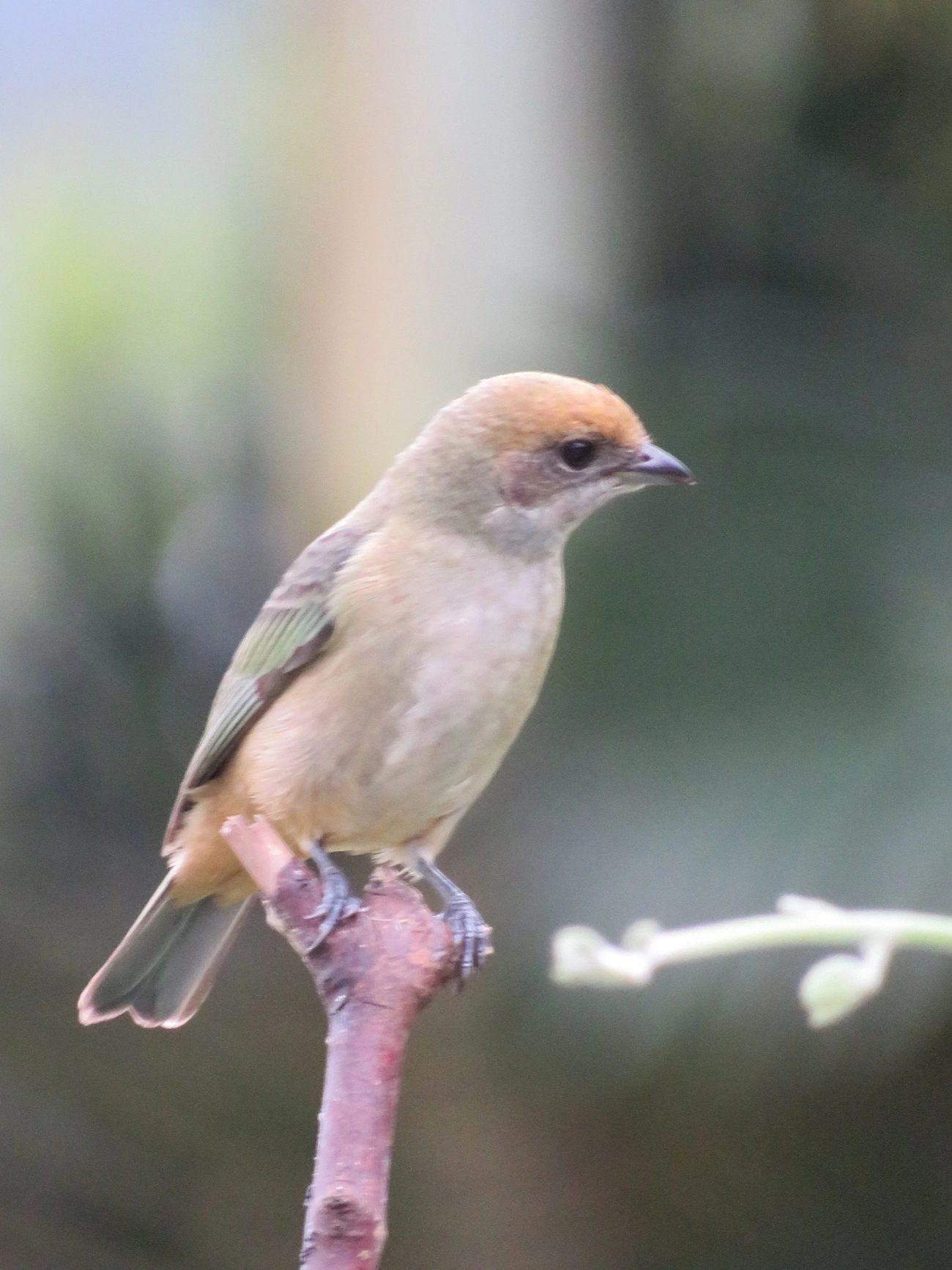 Saíra-amarela (Stilpnia cayana), aves, fotografado em Maresias, São Sebastião