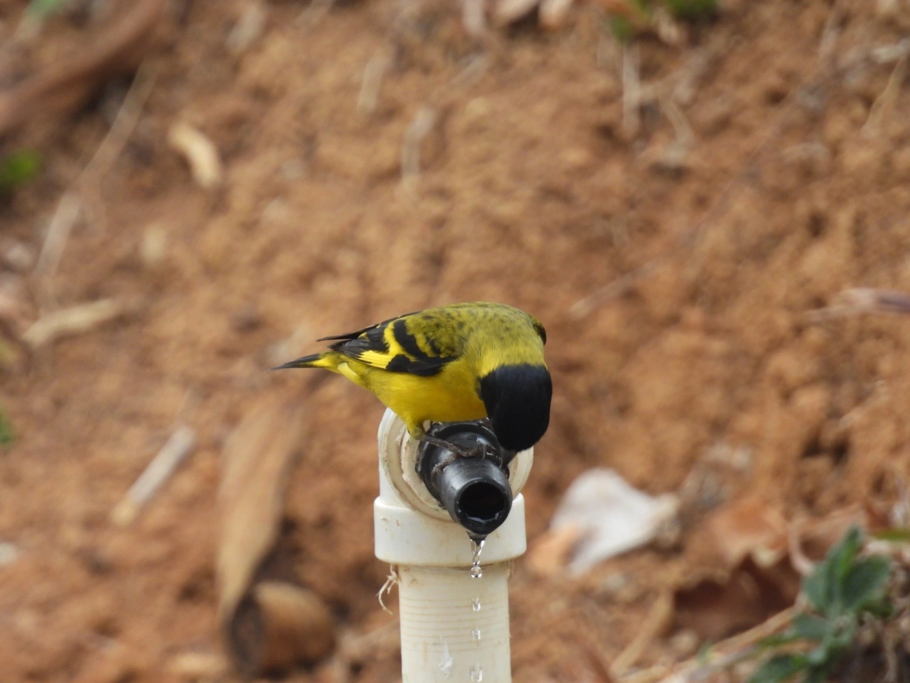 Pintassilgo (Spinus magellanicus), aves, fotografado em Itamonte