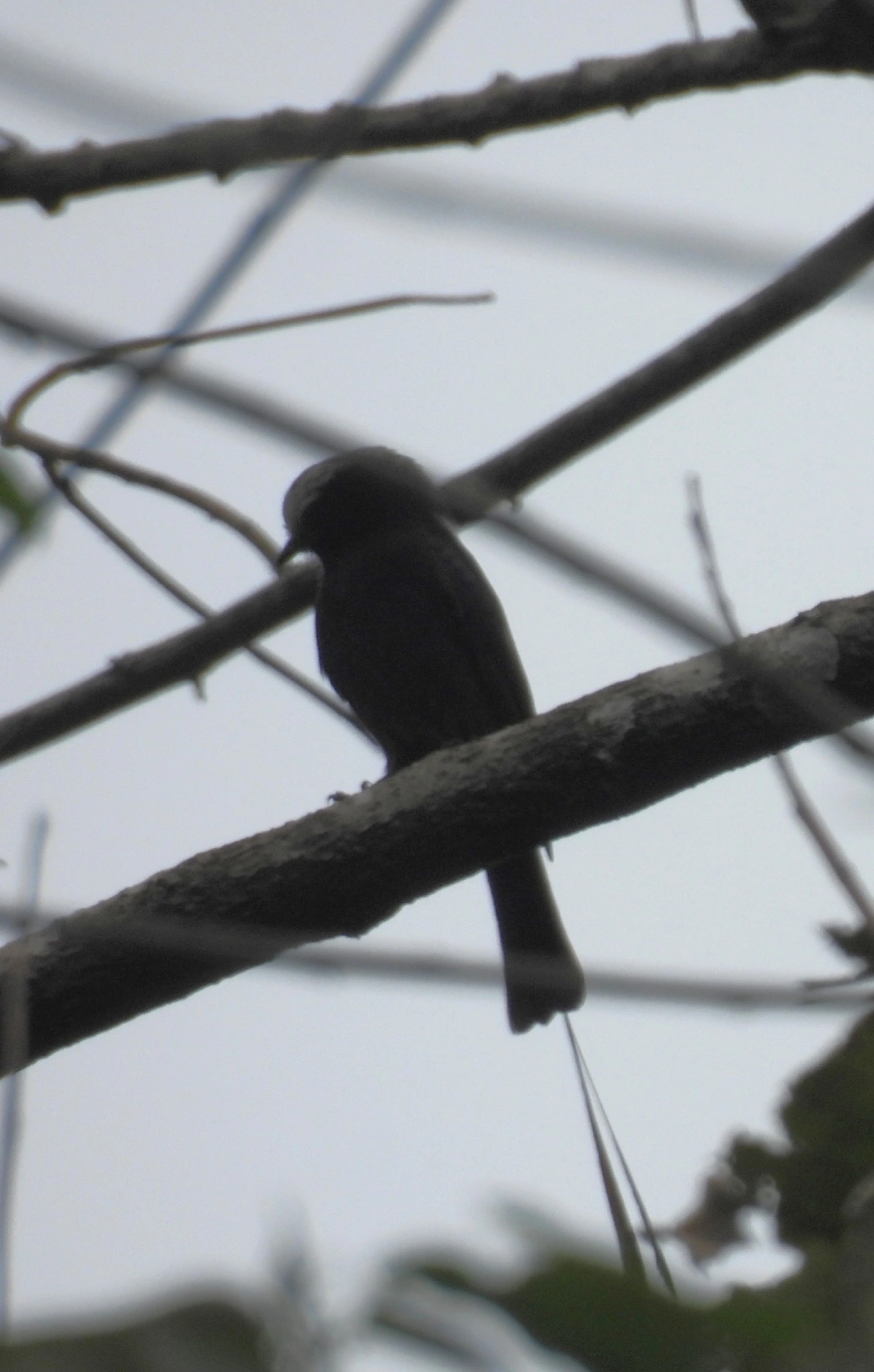 Viuvinha (Colonia colonus), aves, fotografado em Perequê, Ilhabela