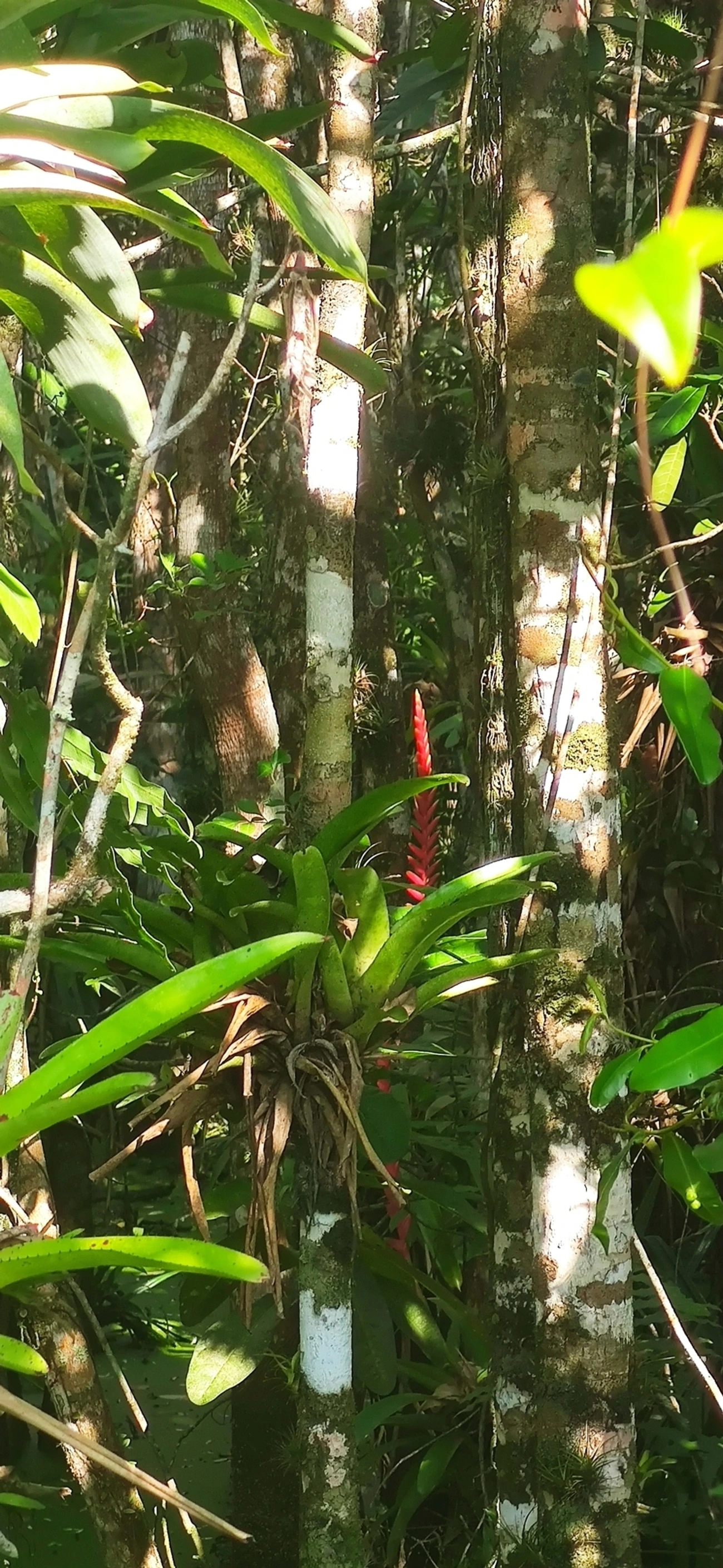 Gravatinha (Vriesea ensiformis), plantas, fotografado em Maresias, São Sebastião