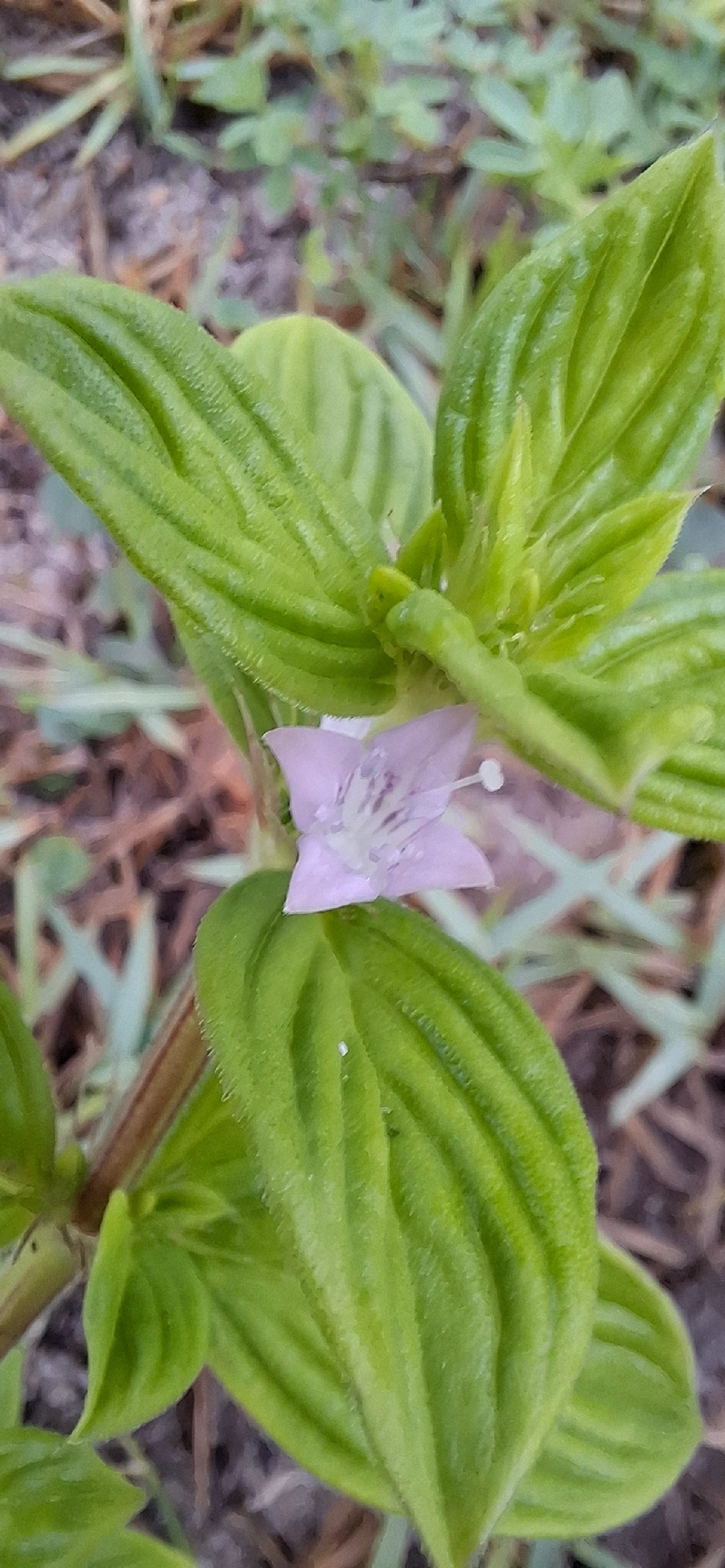 Erva-de-lagarto (Hexasepalum radulum), plantas, fotografado em Maresias, São Sebastião